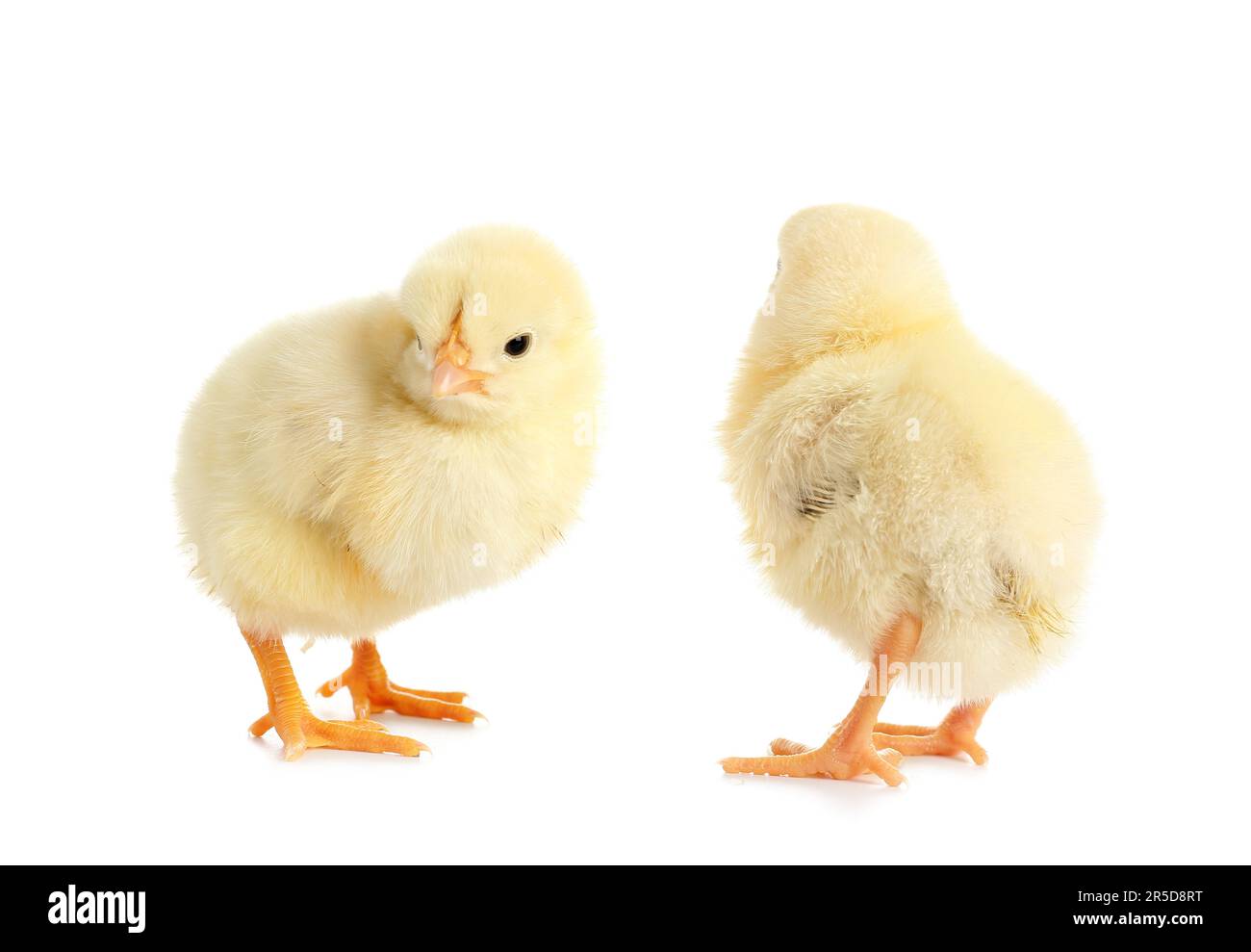 Cute little chicks on white background Stock Photo - Alamy