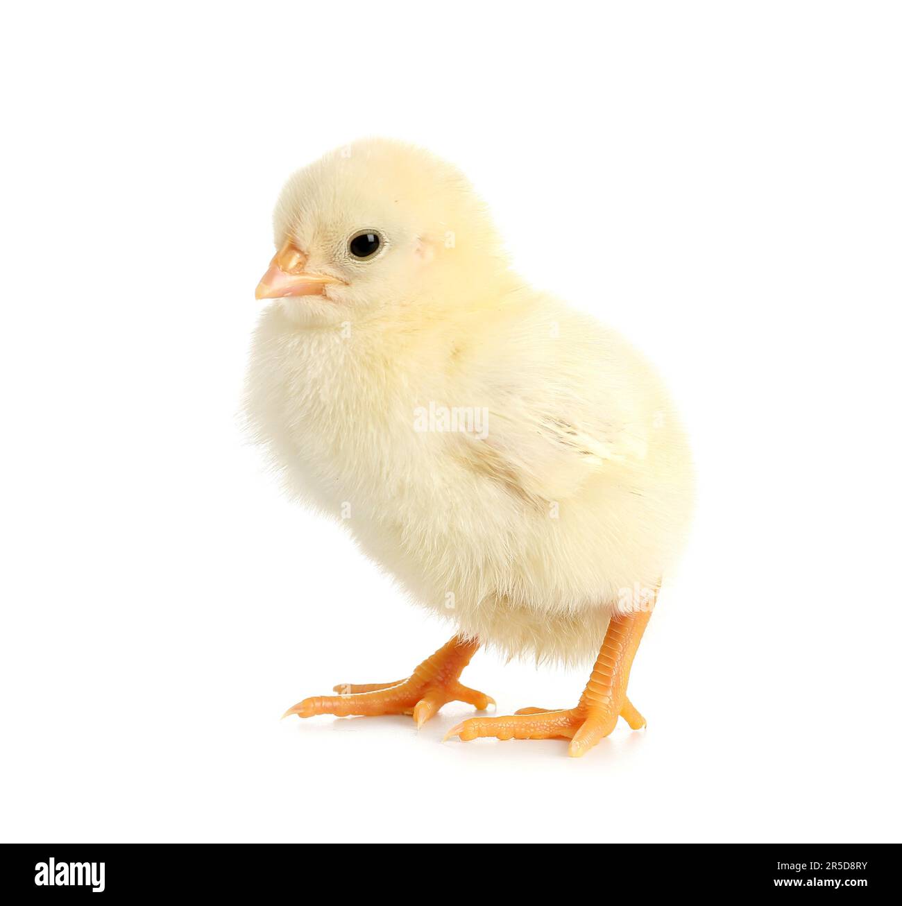 Cute little chick on white background Stock Photo - Alamy