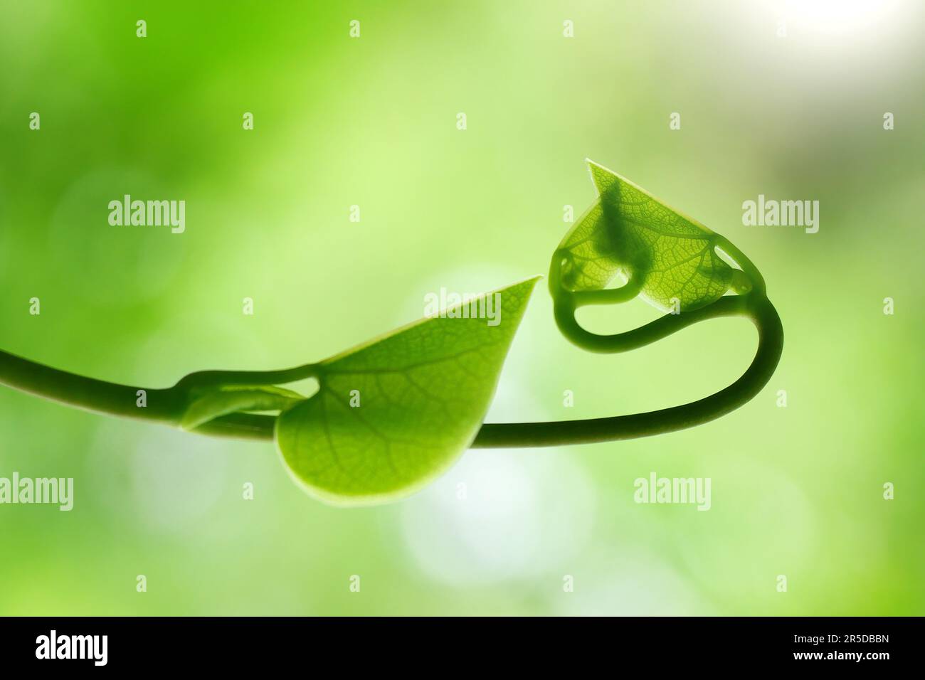 Fern leaves in tropical rainforest. Stock Photo
