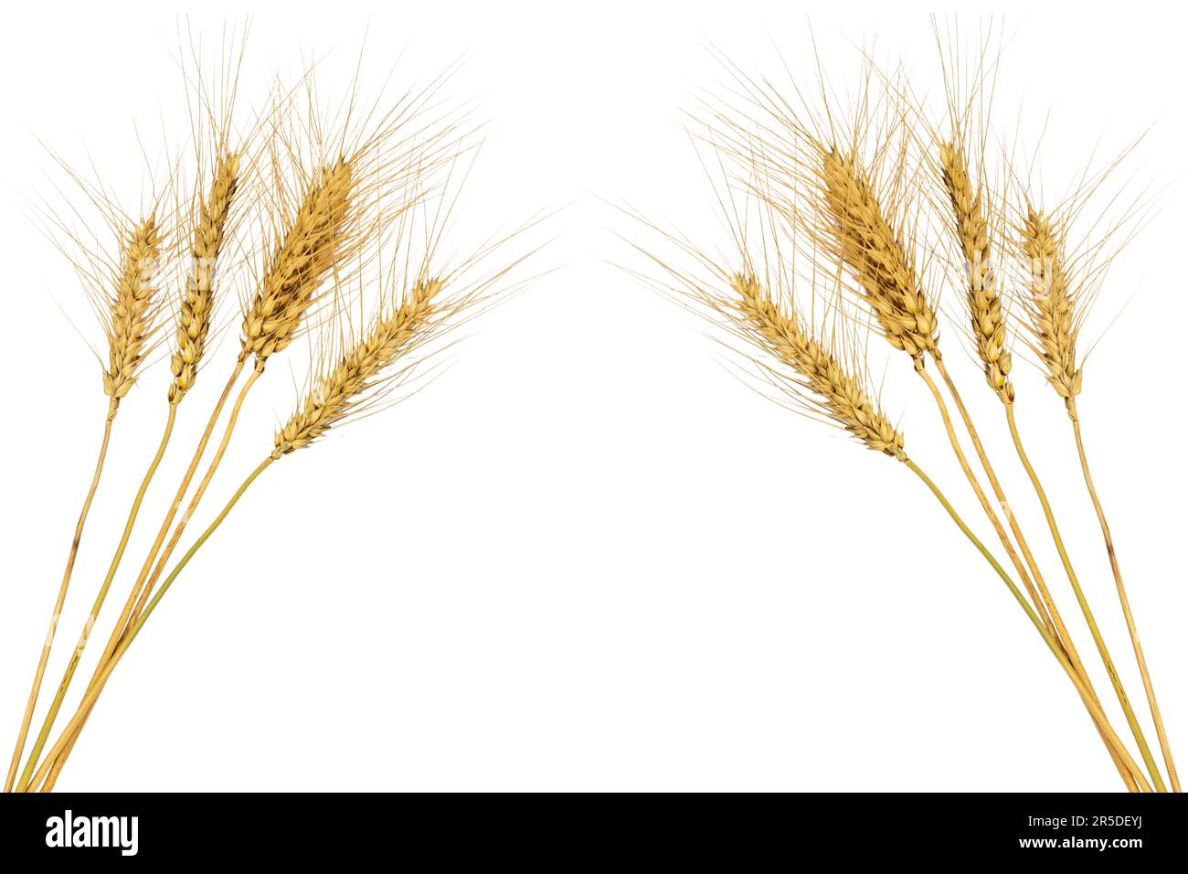 Wheat ears isolated on white background Stock Photo - Alamy