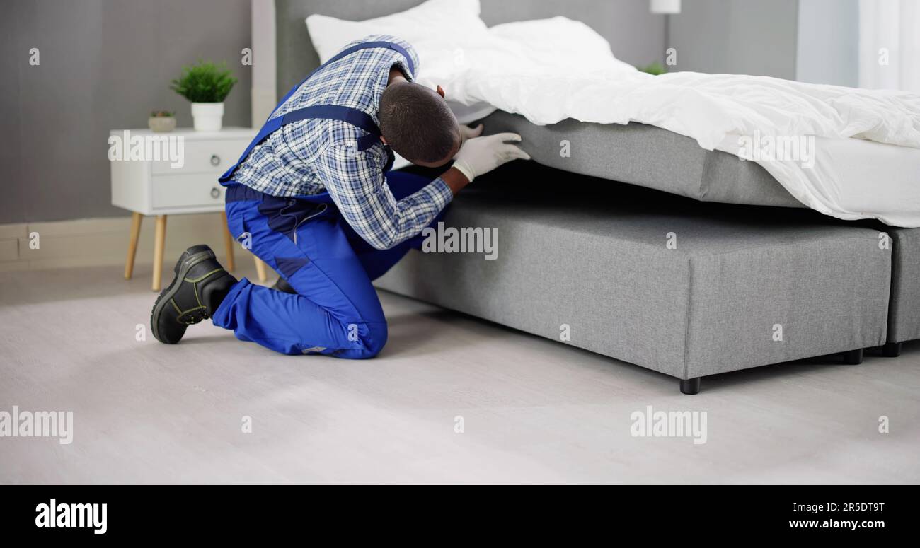 Bed bugs black hi-res stock photography and images - Alamy