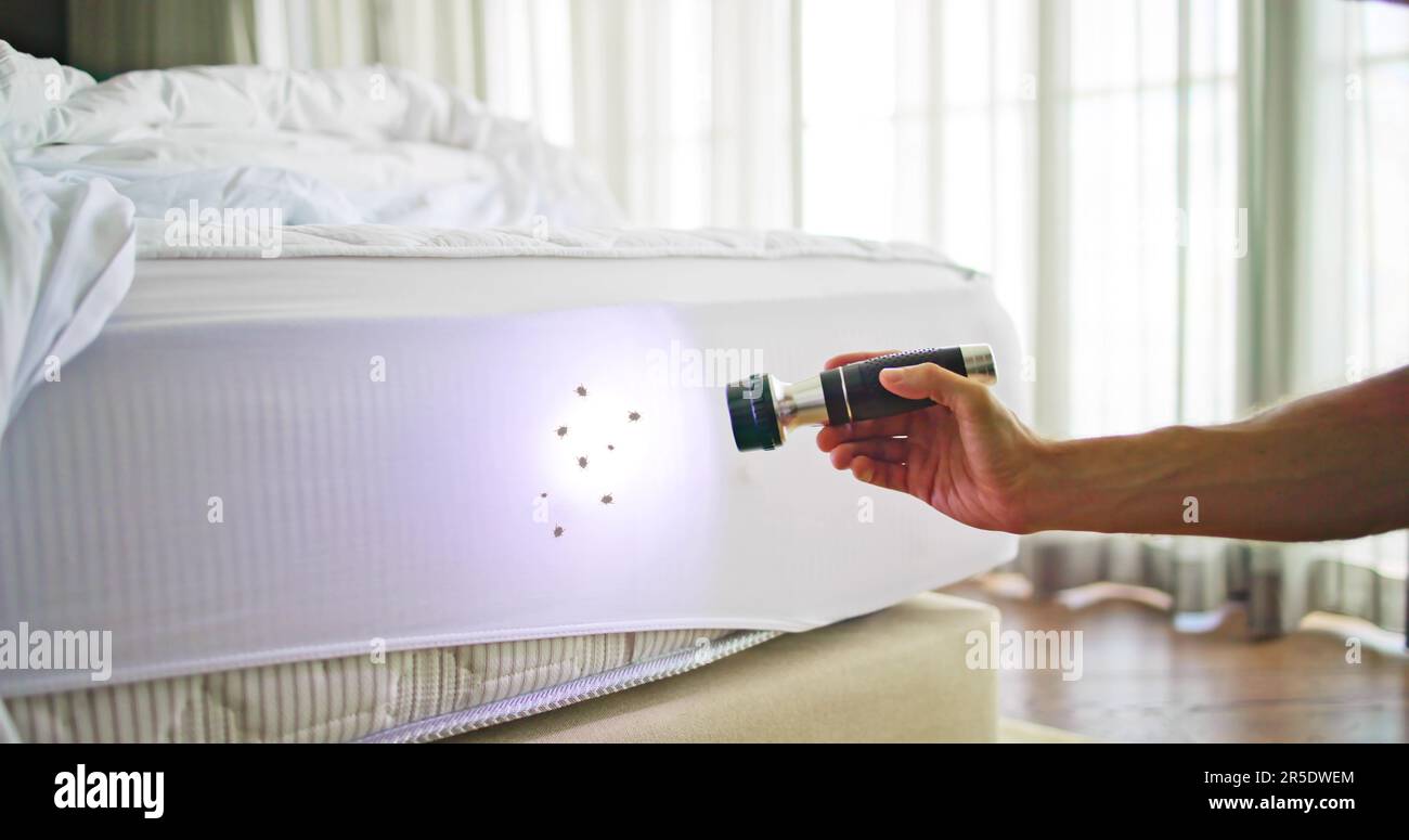 Bed Bug Infestation And Treatment Service. Bugs Extermination Stock