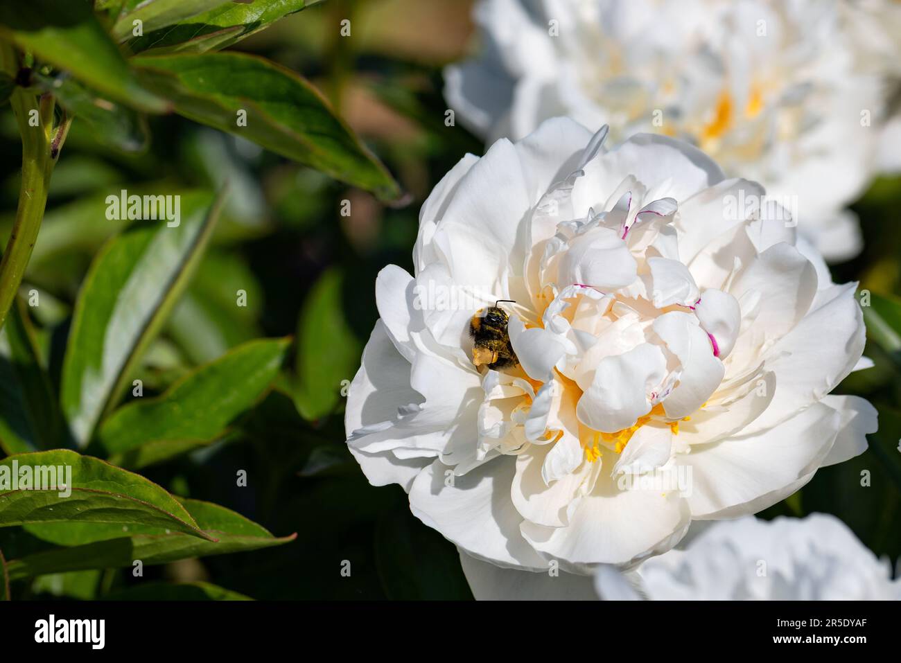 On a blooming white peony, a plump bumblebee collects nectar and pollen against a dark green background of foliage in bright sunlight. Copy space. Stock Photo
