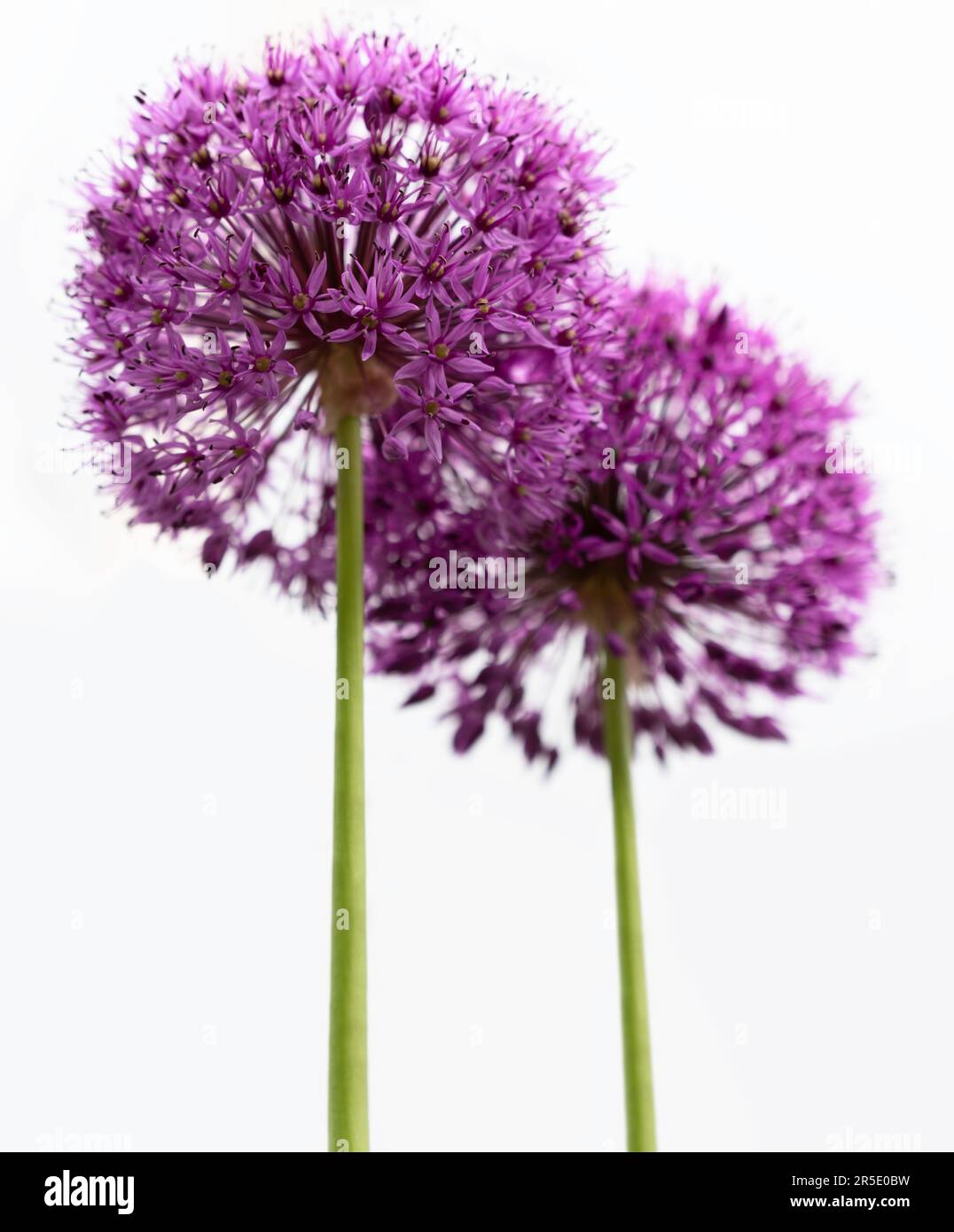 Two purple Allium flowers fused together on white background. Focus on