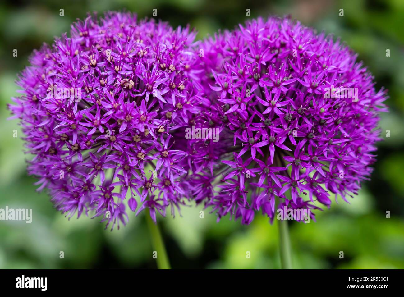 Two purple Allium flowers fused together on green blurred background. Ornamental onion background Stock Photo