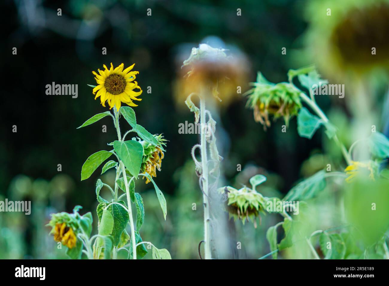 Sunflower wallpapers hi-res stock photography and images - Alamy