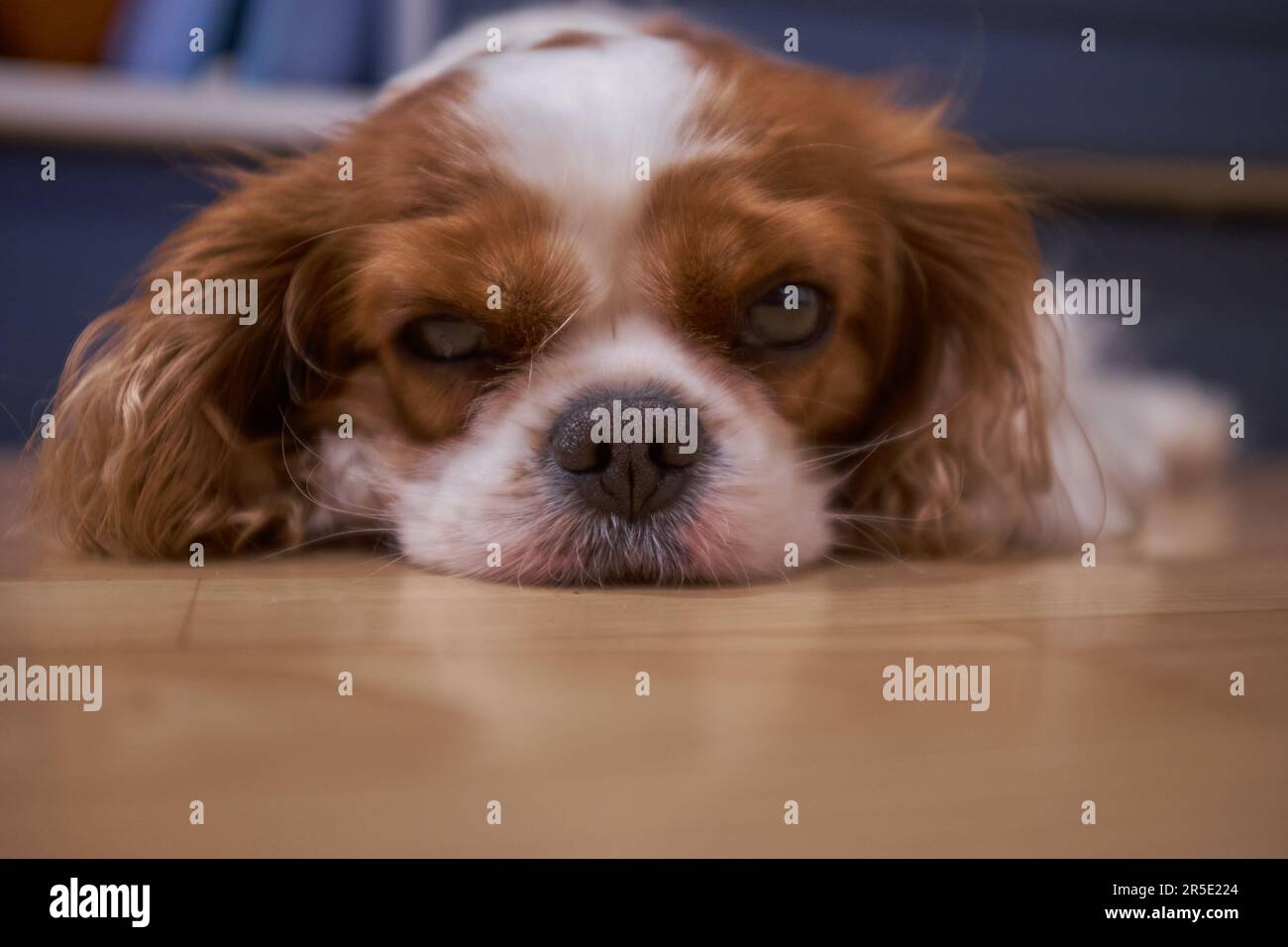 Blenheim Cavalier King Charles Spaniel lap dog. Chestnut and white