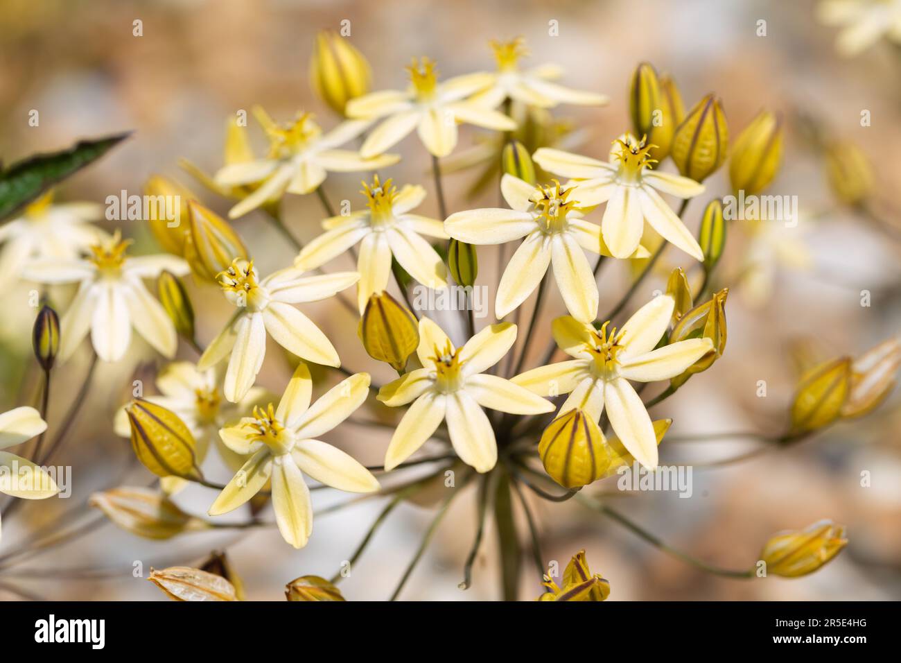 Macro photograph of the pretty, star-shaped golden yellow flowers of Triteleia ixioides, ' Starlight' . Stock Photo