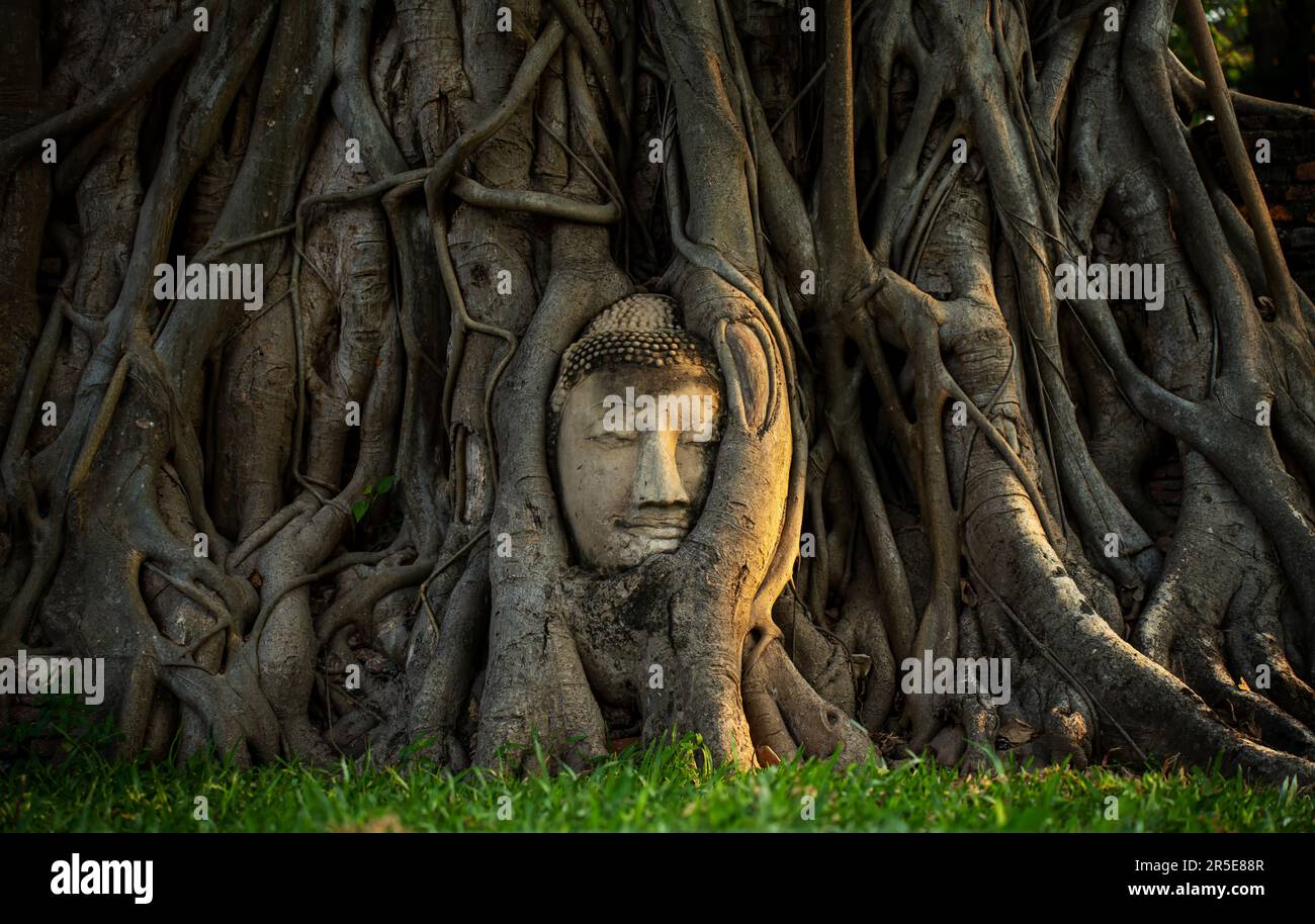 Head of Buddha statue entwined in tree roots at Wat Mahathat. Ayutthaya, Amazing Thailand. Stock Photo