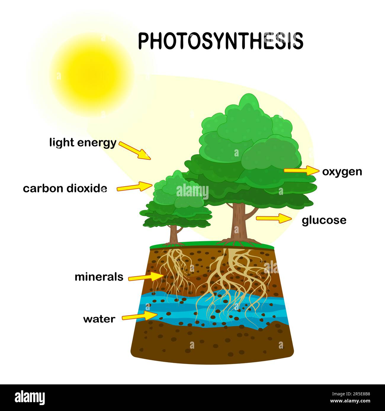 Photosynthesis Diagram Process Of Plant Produce Oxygen Photosynthesis photosynthesis-diagram-process-of-plant-produce-oxygen-photosynthesis