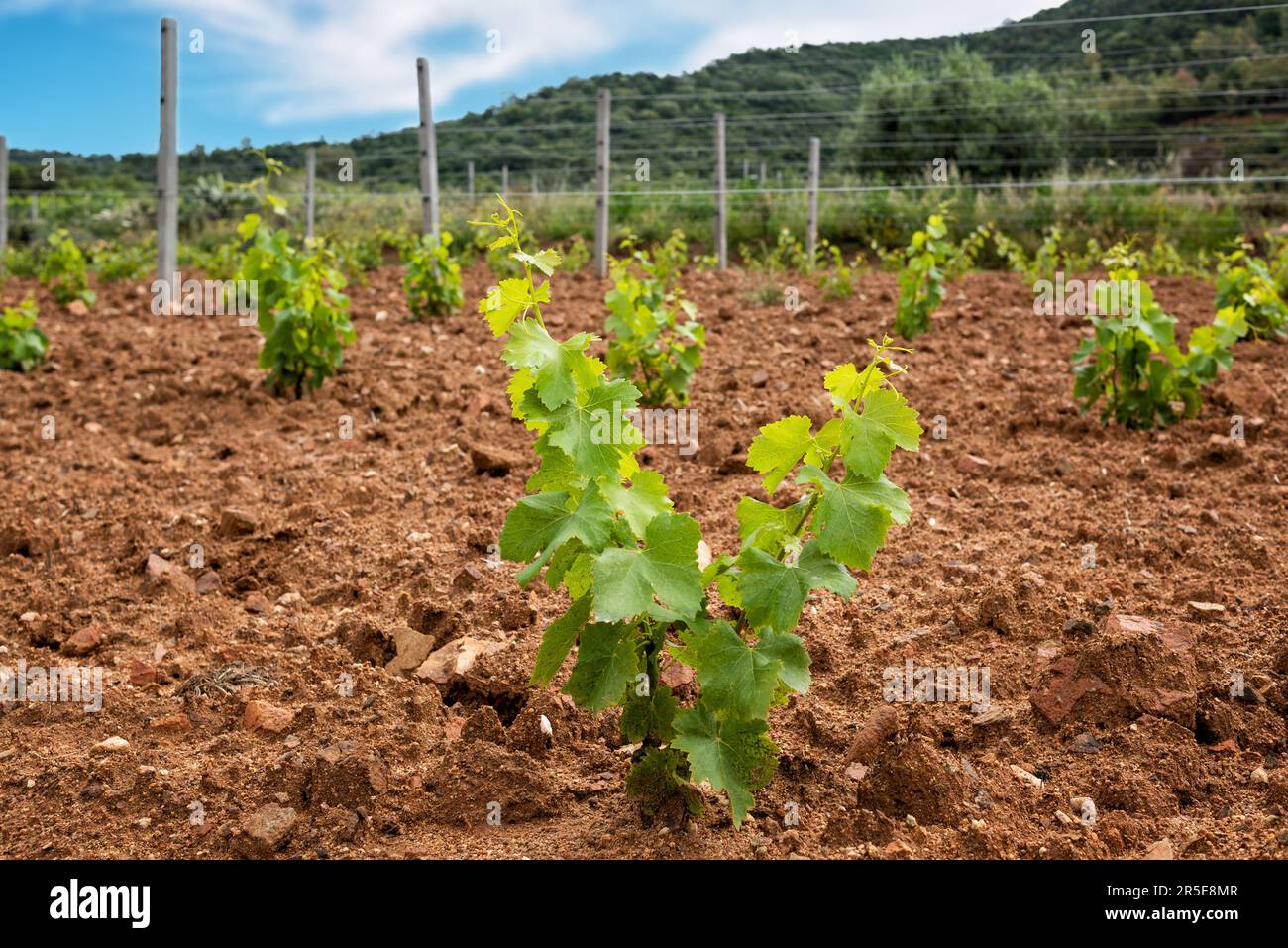Young sprouts on the new Cannonau grape seedlings. Closeup of the