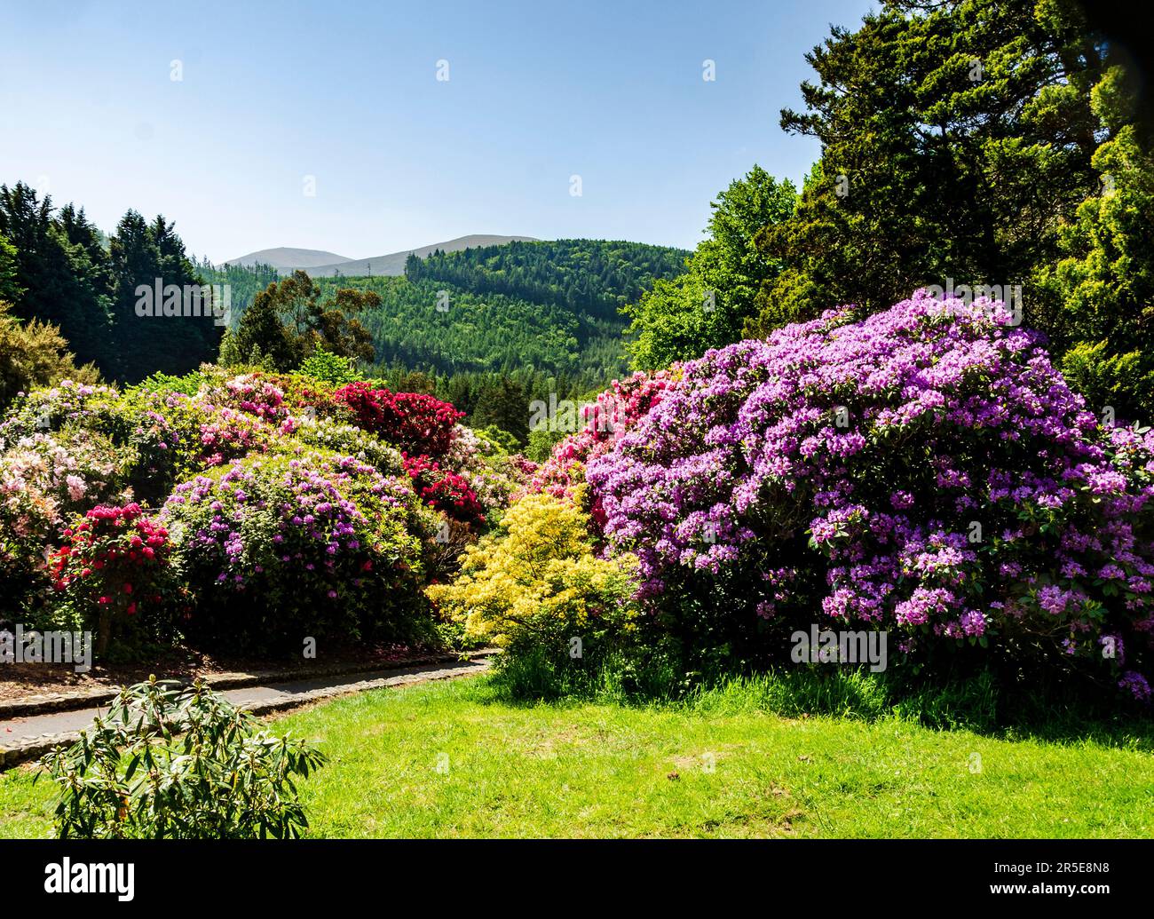 Mountains landscape pink rhododendrons hi-res stock photography and ...
