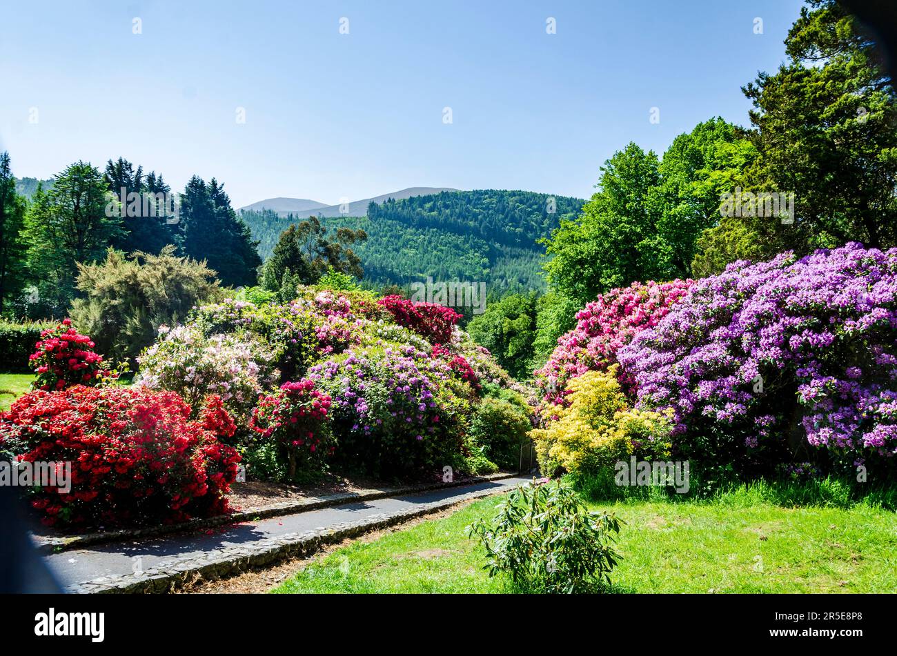 Tollymore County Down Northern Ireland, May 30 2023 - Rhododendrons in full bloom in Tollymore Forest County Down Northern Ireland Stock Photo