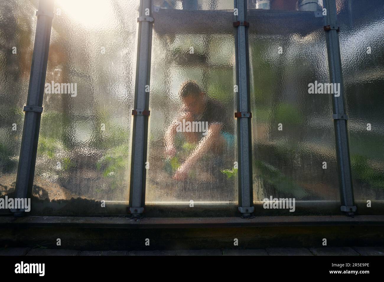 Selective focus on glass wall of greenhouse on back yard during spring day. Man working in vegetable garden. Stock Photo