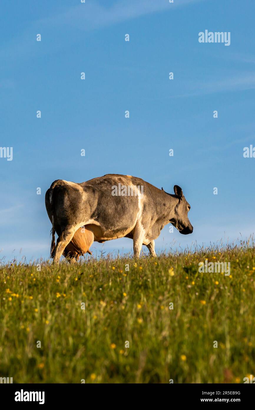 Looking up at a cow with full udders, on Ditchling Beacon in the South Downs Stock Photo