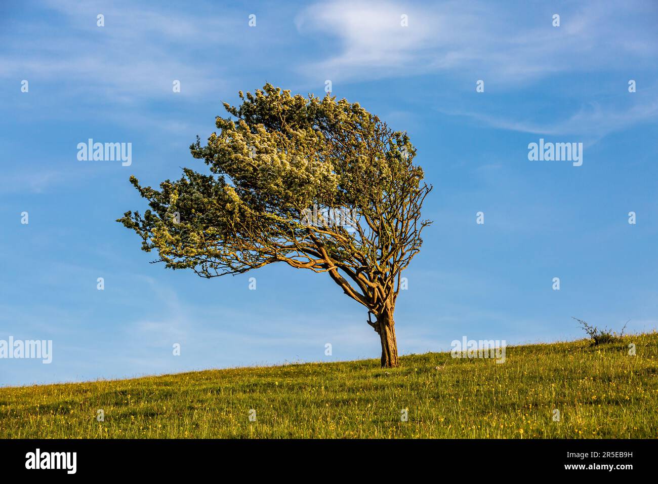 A windswept tree on Firle Beacon in the South Downs, with a blue sky behind Stock Photo
