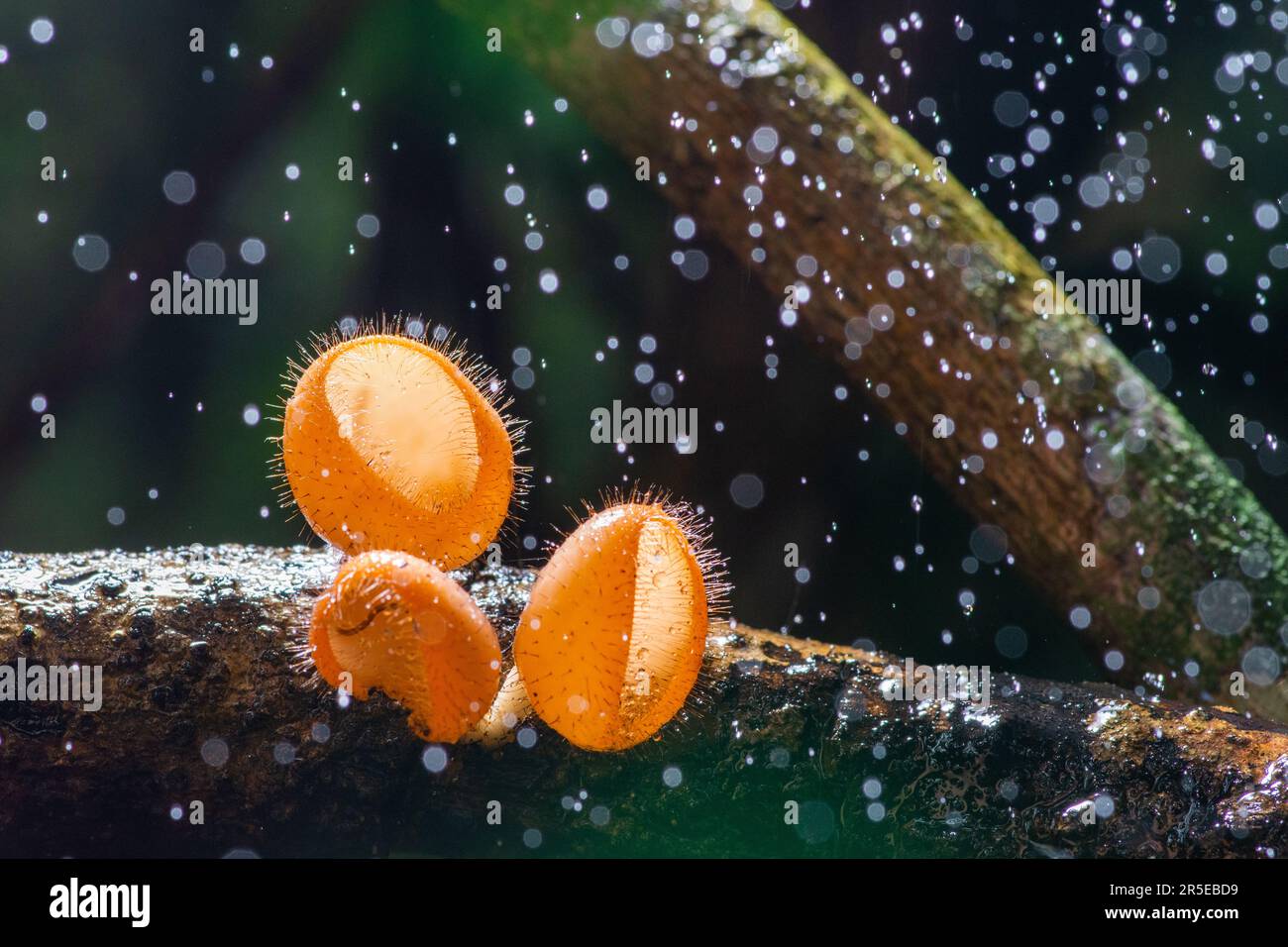 Beautiful harirymushrooms on wood in rain drops in rainy forest Stock Photo