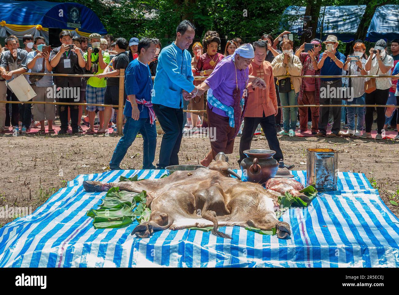 A Thai man involves ' medium ' (2R) walks near raw buffalo flesh during ...