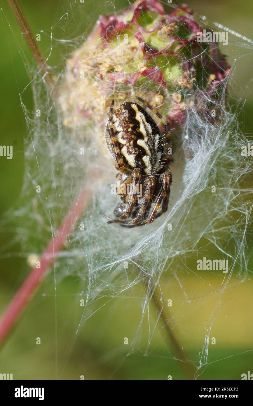 Natural closeup on the rare and endangered Oak spider, Aculepeira ceropegia and it'ss web Stock Photo