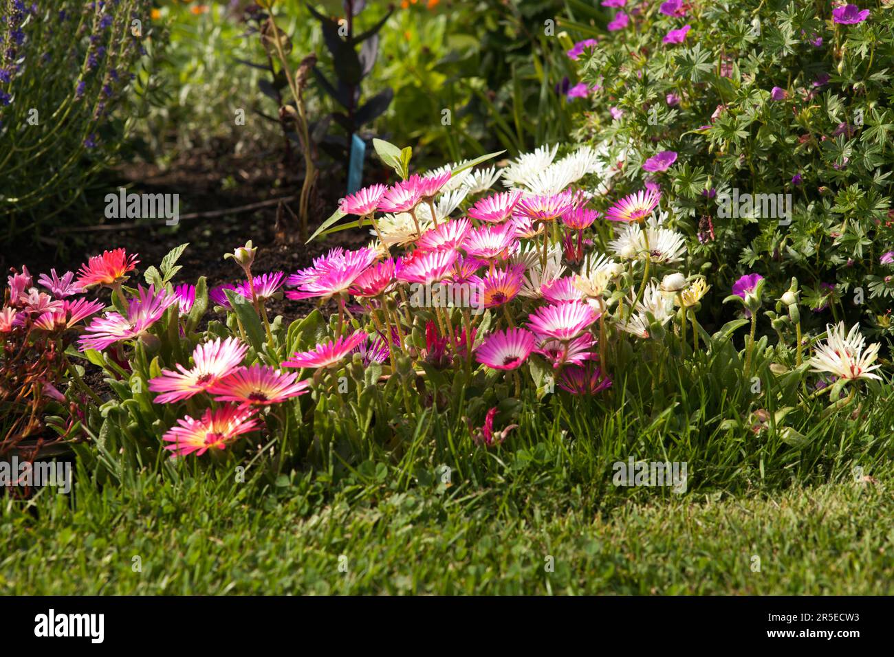 Close up, macro on Dorotea-flowers in a garden. Hylotelephium telephium in the background. Stock Photo