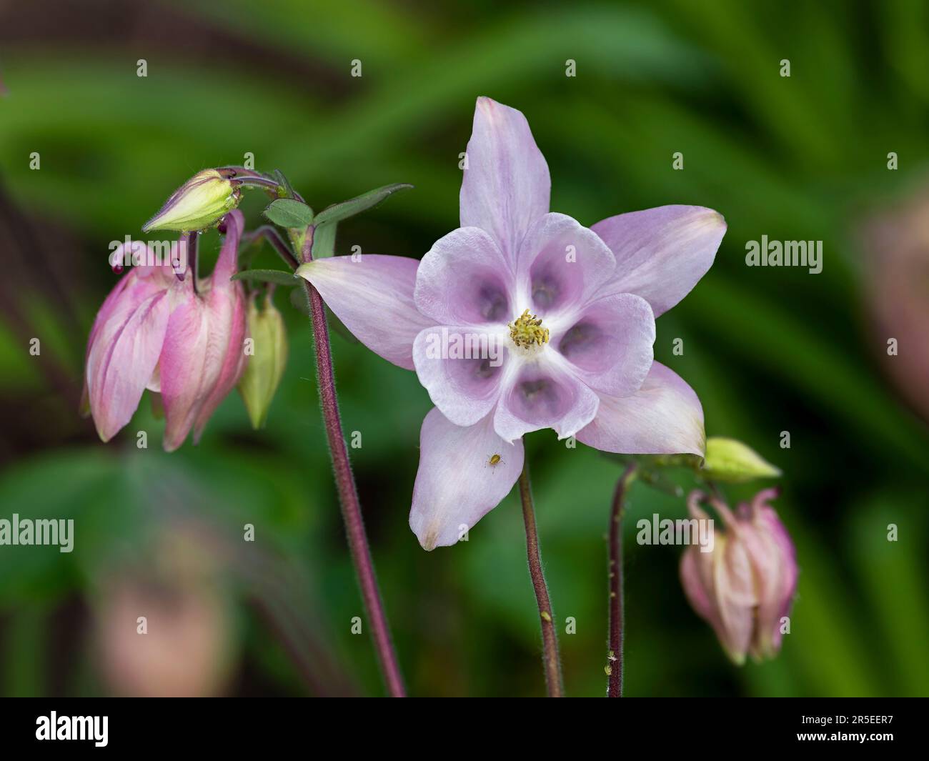 beautiful pink flower of columbine, taken from below. With aphids Stock Photo