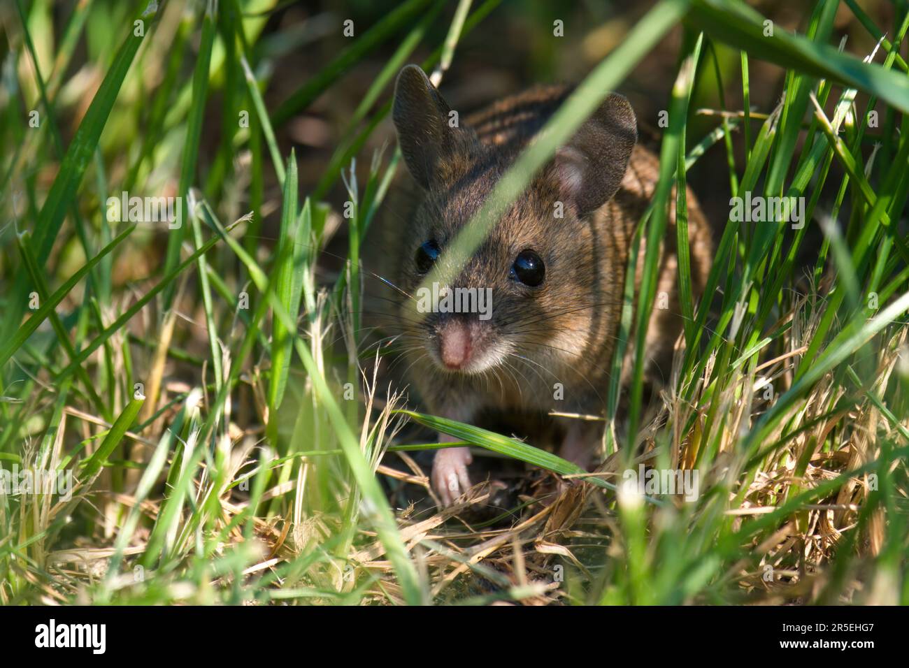 a portrait from a yellow necked mouse, apodemus flavicollis, in the garden in the green grass, at a sunny summer morning Stock Photo