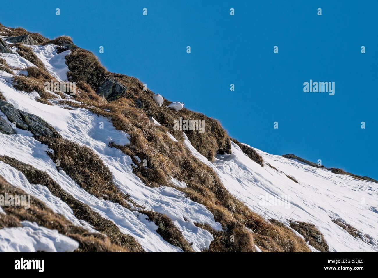 a Rock Ptarmigan, lagopus muta, on the snow capped alps at a sunny winter day Stock Photo