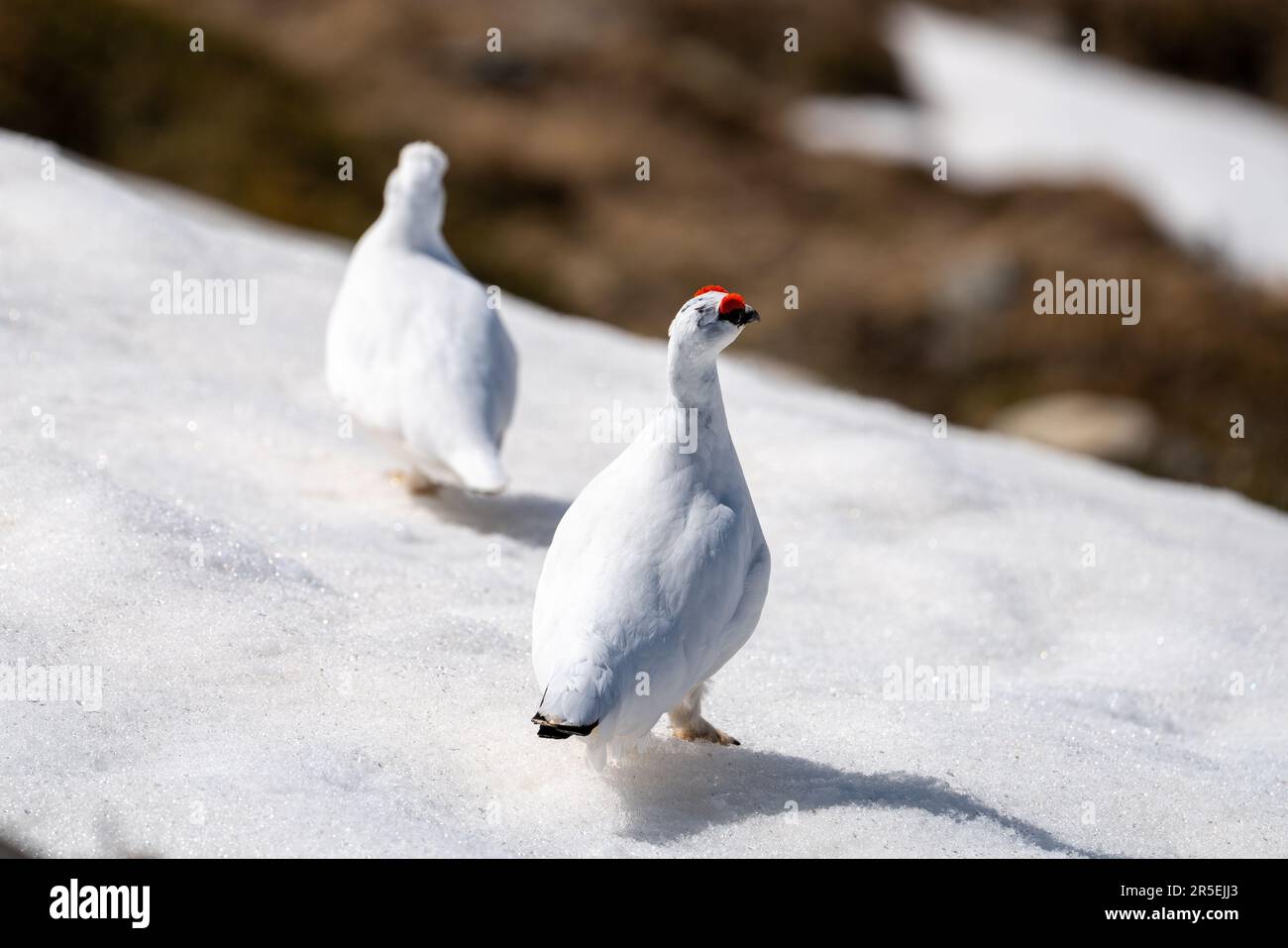 a Rock Ptarmigan, lagopus muta, on the snow capped alps at a sunny winter day Stock Photo