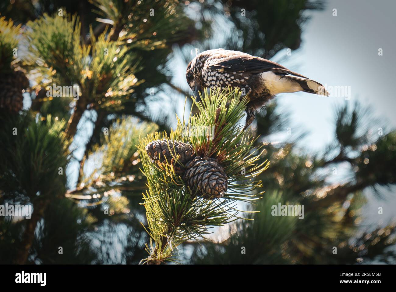 a nutcracker perched on a swiss stone pine and is pecking the cones at a sunny summer day on the mountains Stock Photo