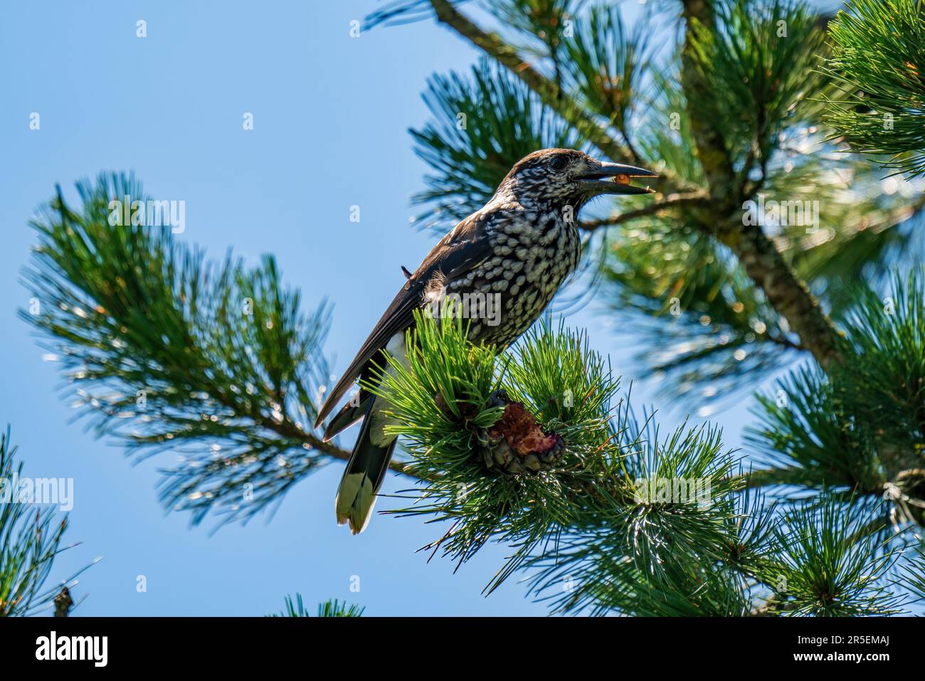 a nutcracker perched on a swiss stone pine and is pecking the cones at a sunny summer day on the mountains Stock Photo