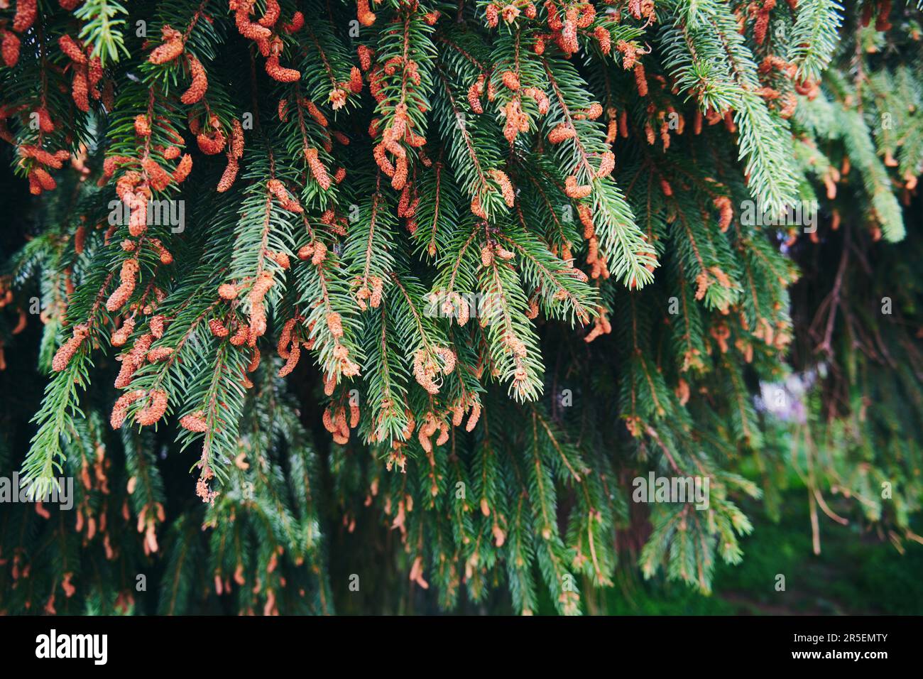 Fir branches young cones hi-res stock photography and images - Alamy