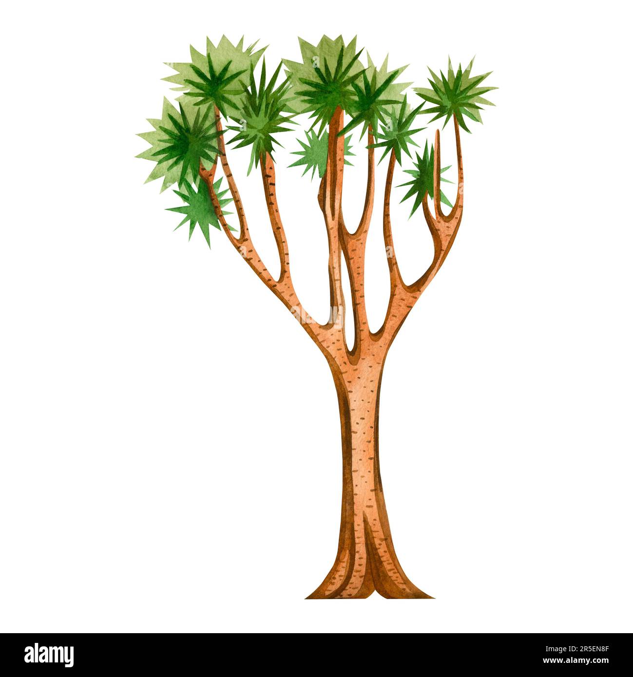 Quiver tree of the Kalahari desert painted in brown and green watercolor on a white background. Suitable for printing on fabric, paper, books Stock Photo