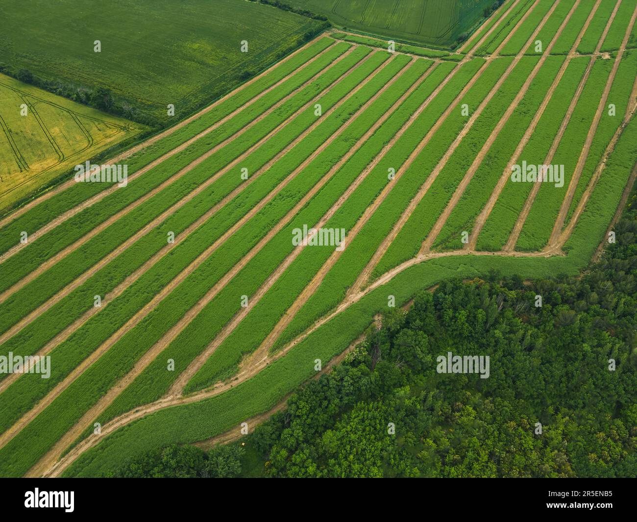 Taking care of the crop. Aerial view of a huge farmland. Green wheat ...
