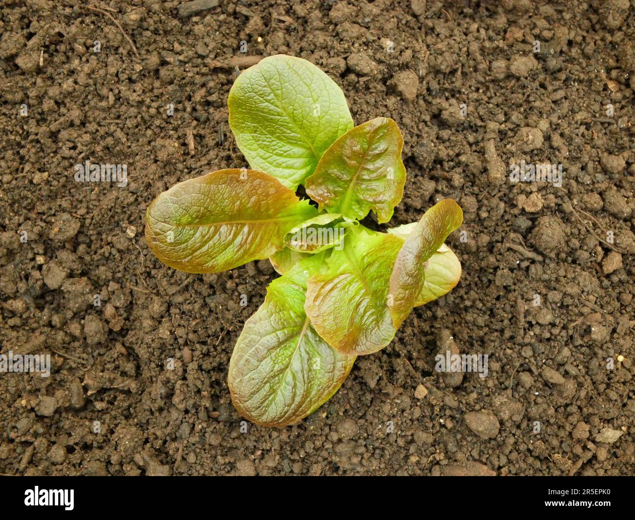 Seedlings Lactuca sativa lettuce butterhead bio Lactuca sativa capitata