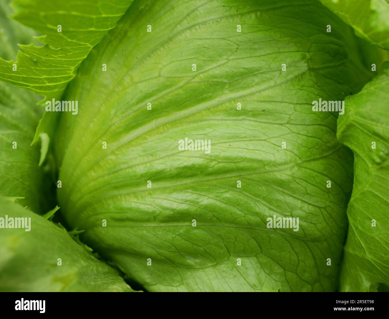 Iceberg green lettuce farm fresh leaves bio curly Lactuca sativa