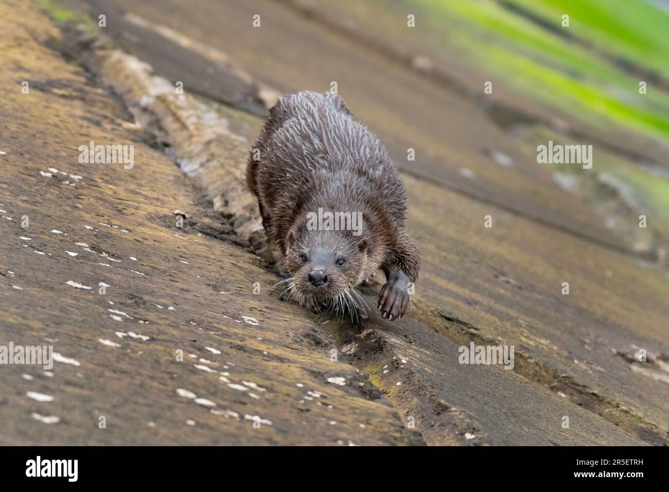 Wild Otter Encounter at Musselburgh Stock Photo