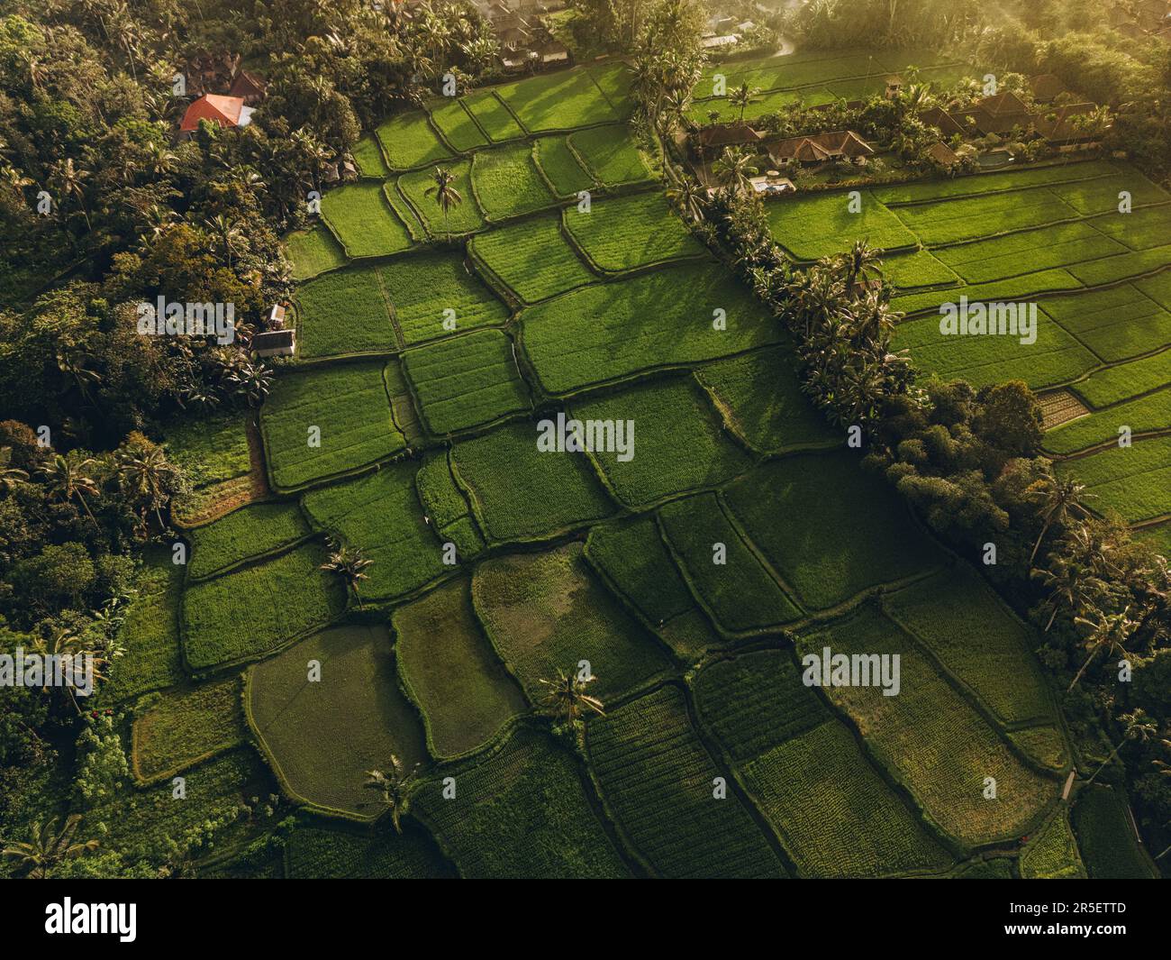 Aerial view of abstract geometric shapes of Bali Lush green rice fields ...