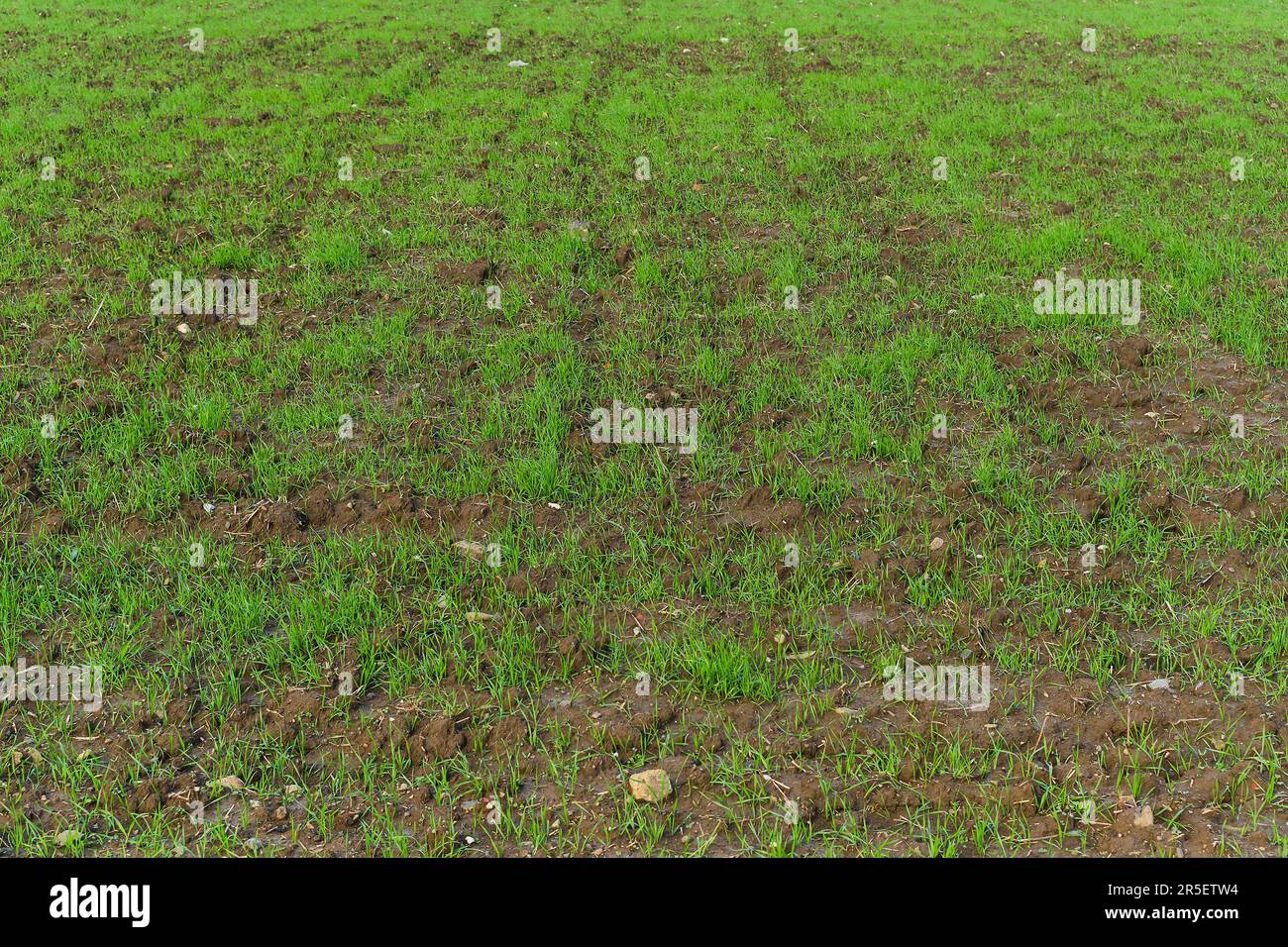 Green field on an eco-farm with young sprouts of wheat or cereal crops background, selective focus. Stock Photo