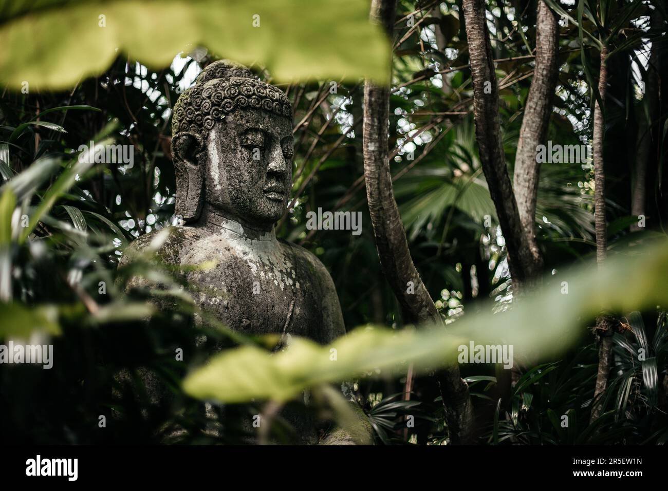 Buddha statue with closed eyes in the jungle Stock Photo Alamy