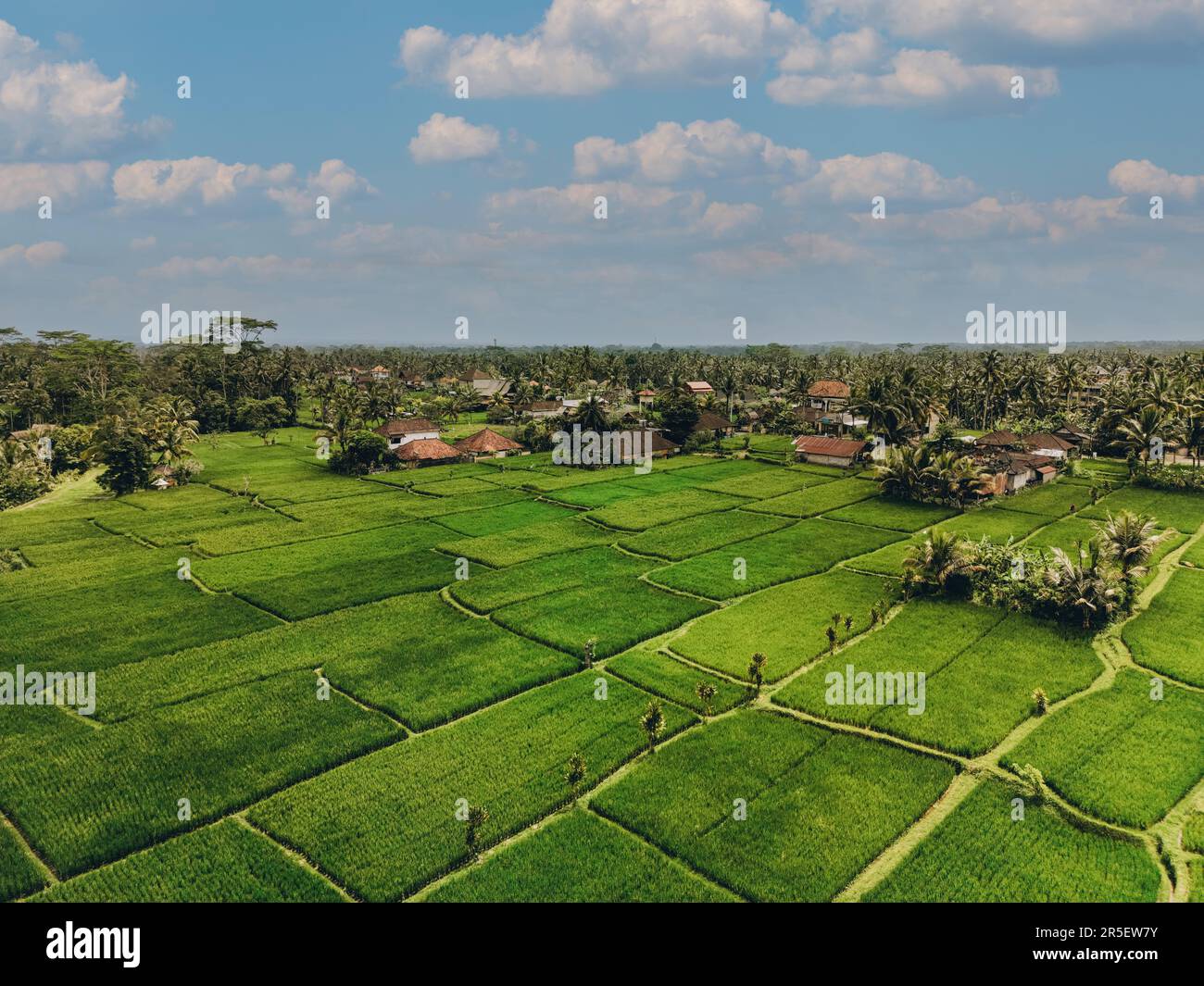 Aerial view of abstract geometric shapes of Bali Lush green rice fields ...