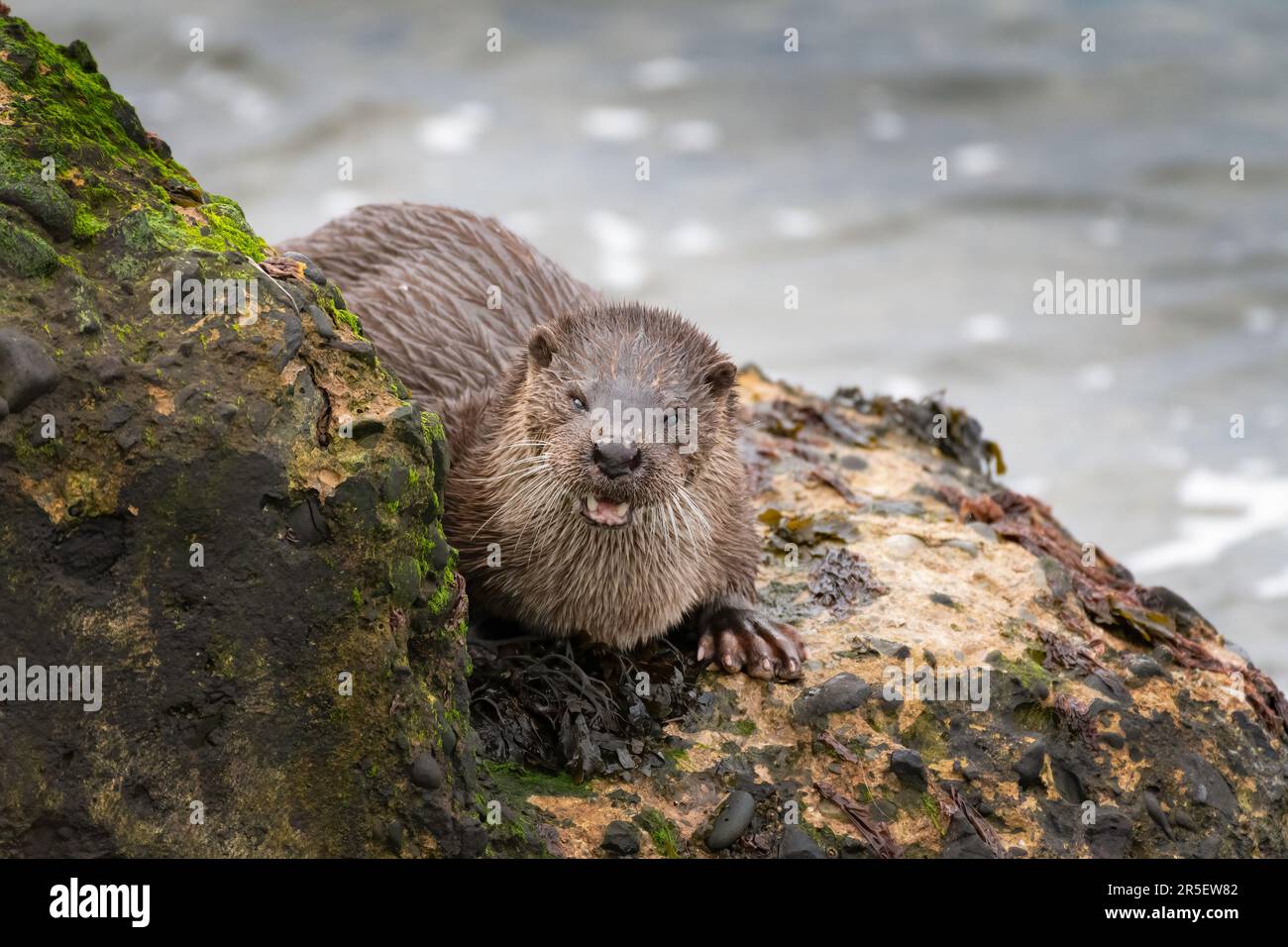 Wild Otter Encounter at Musselburgh Stock Photo