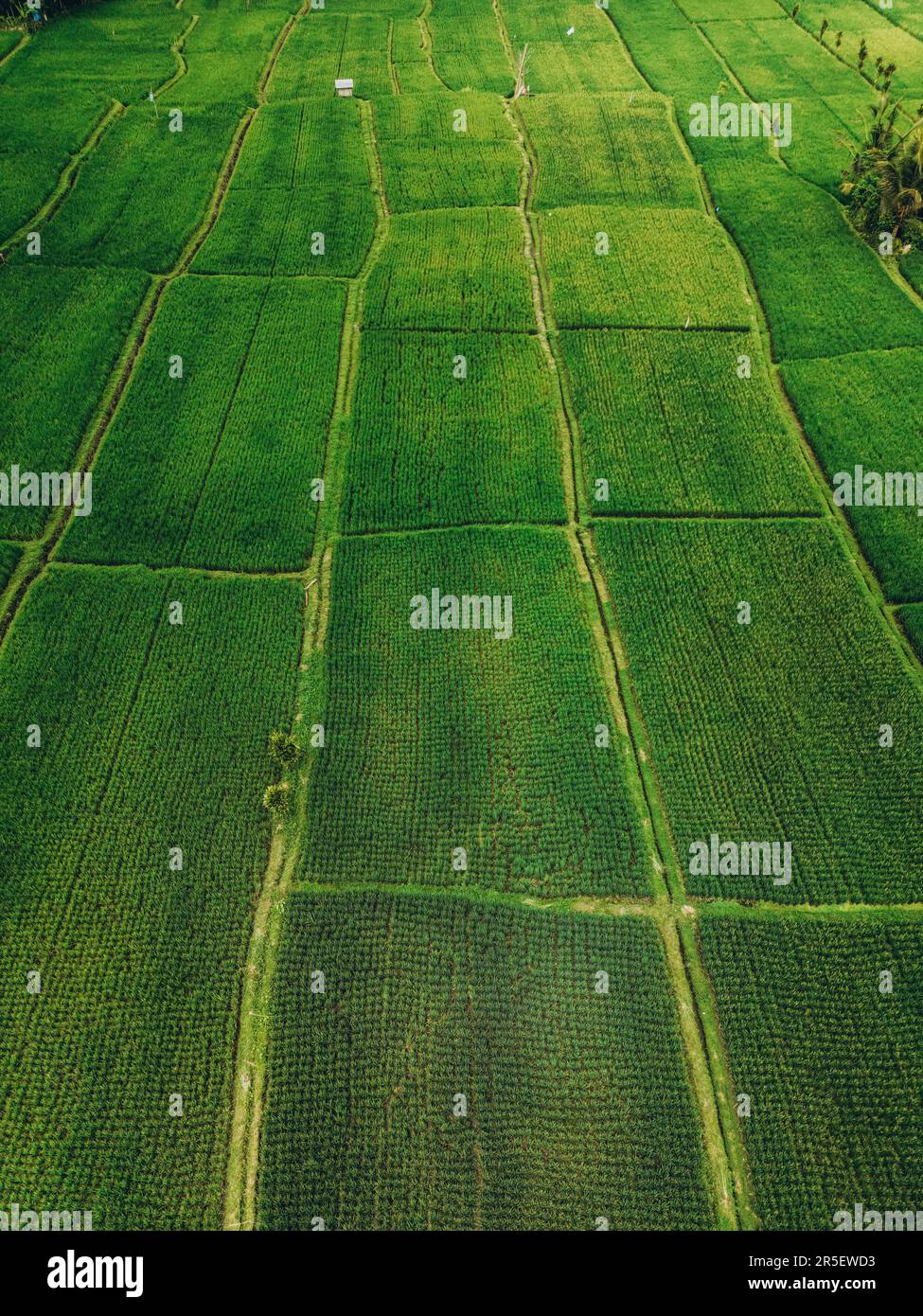 Aerial view of abstract geometric shapes of Bali Lush green rice fields ...