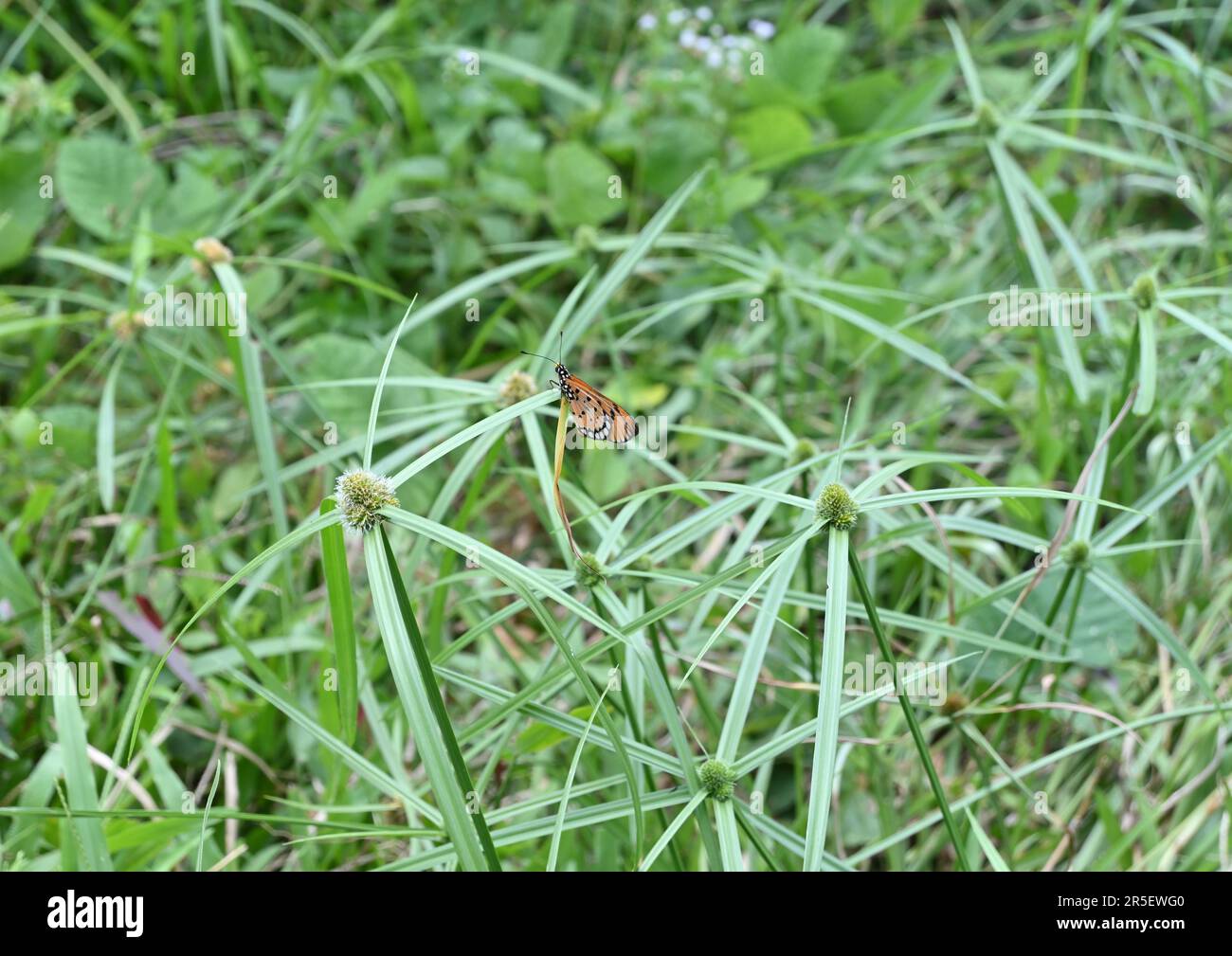 Wallpaper view of the flowering Nut grasses (Cyperus Rotundus) with an orange color Tawny coster butterfly (Acraea Terpsicore) perched on top of the l Stock Photo