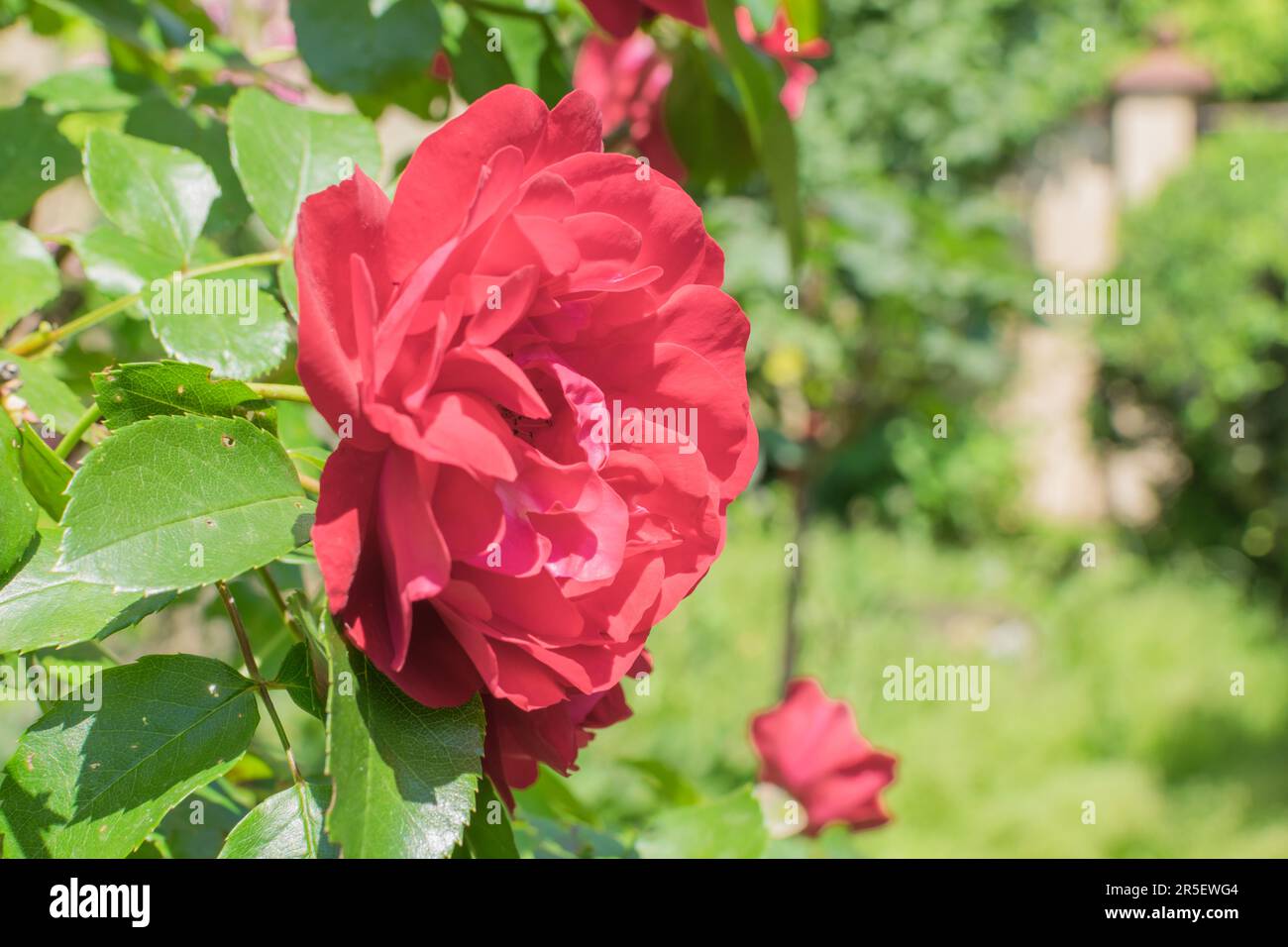 rose flowers in daylight Stock Photo