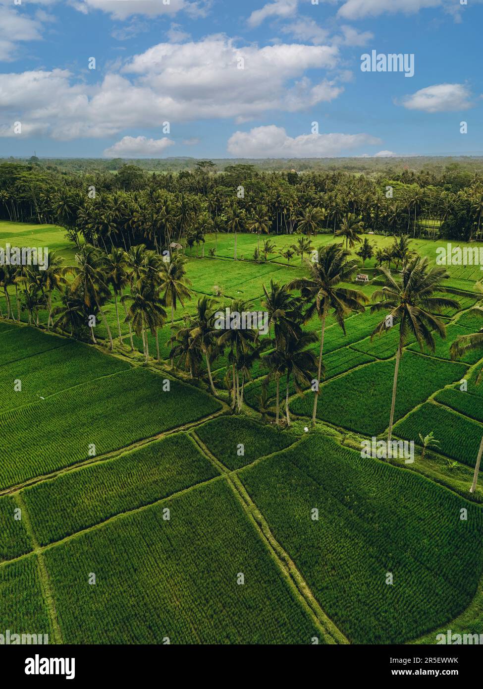 Aerial view of abstract geometric shapes of Bali Lush green rice fields ...