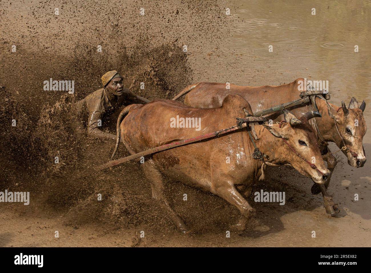 West Sumatra, Indonesia. 2nd June, 2023. A man attends a traditional Pacu Jawi cow race at Sungai Tarab in Tanah Datar of West Sumatra, Indonesia, June 2, 2023. The Pacu Jawi is held annually in muddy rice fields to celebrate the end of the harvest season. Credit: Andri Mardiansyah/Xinhua/Alamy Live News Stock Photo