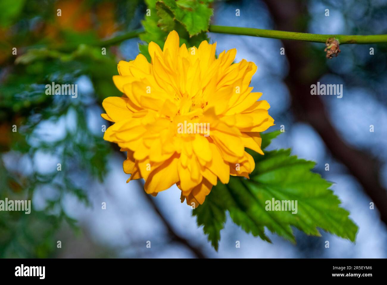 Japanese Kerria Pleniflora or Japanese rose - Kerria japonica Rose - a