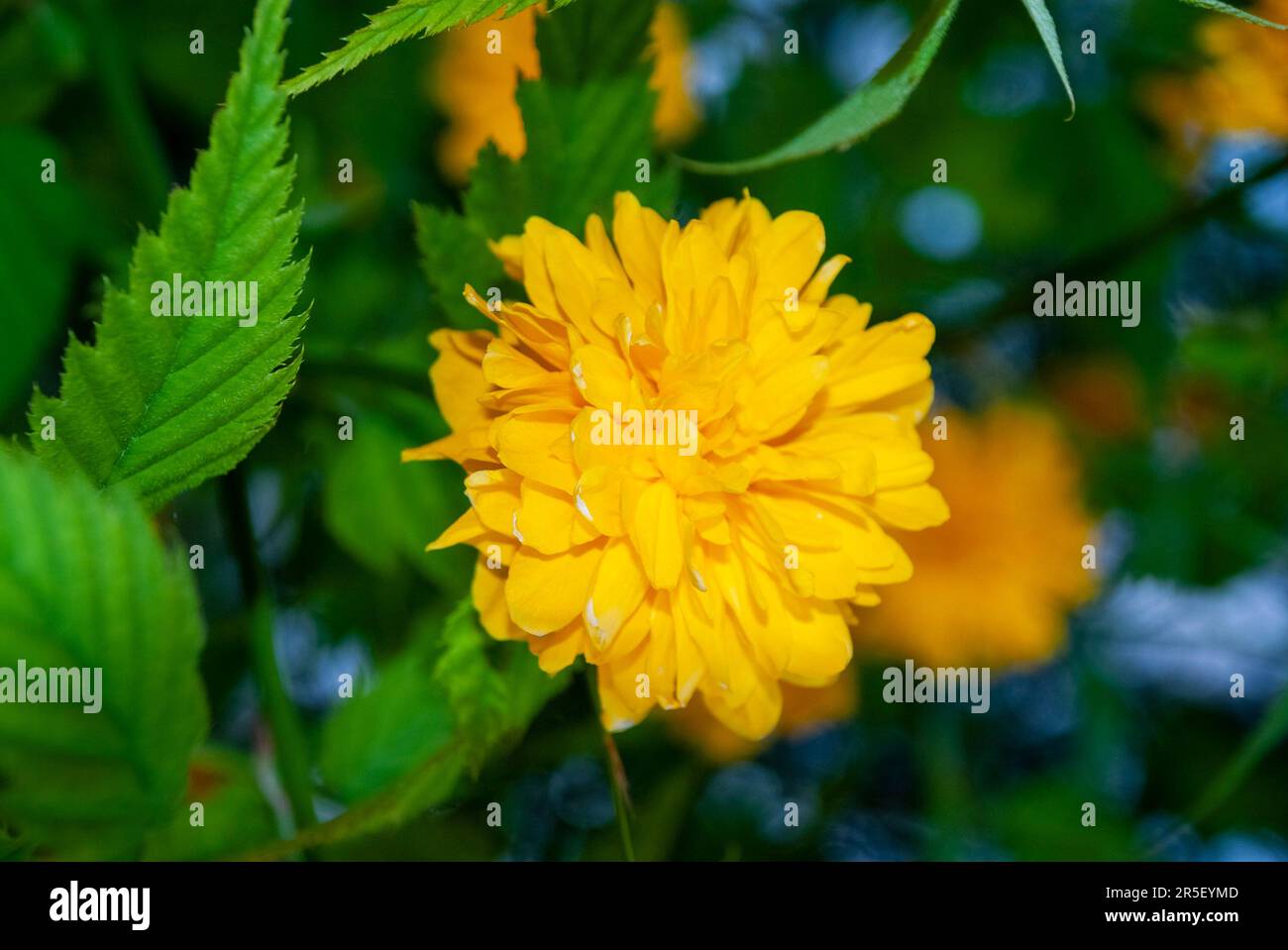 Japanese Kerria Pleniflora or Japanese rose - Kerria japonica Rose - a ...