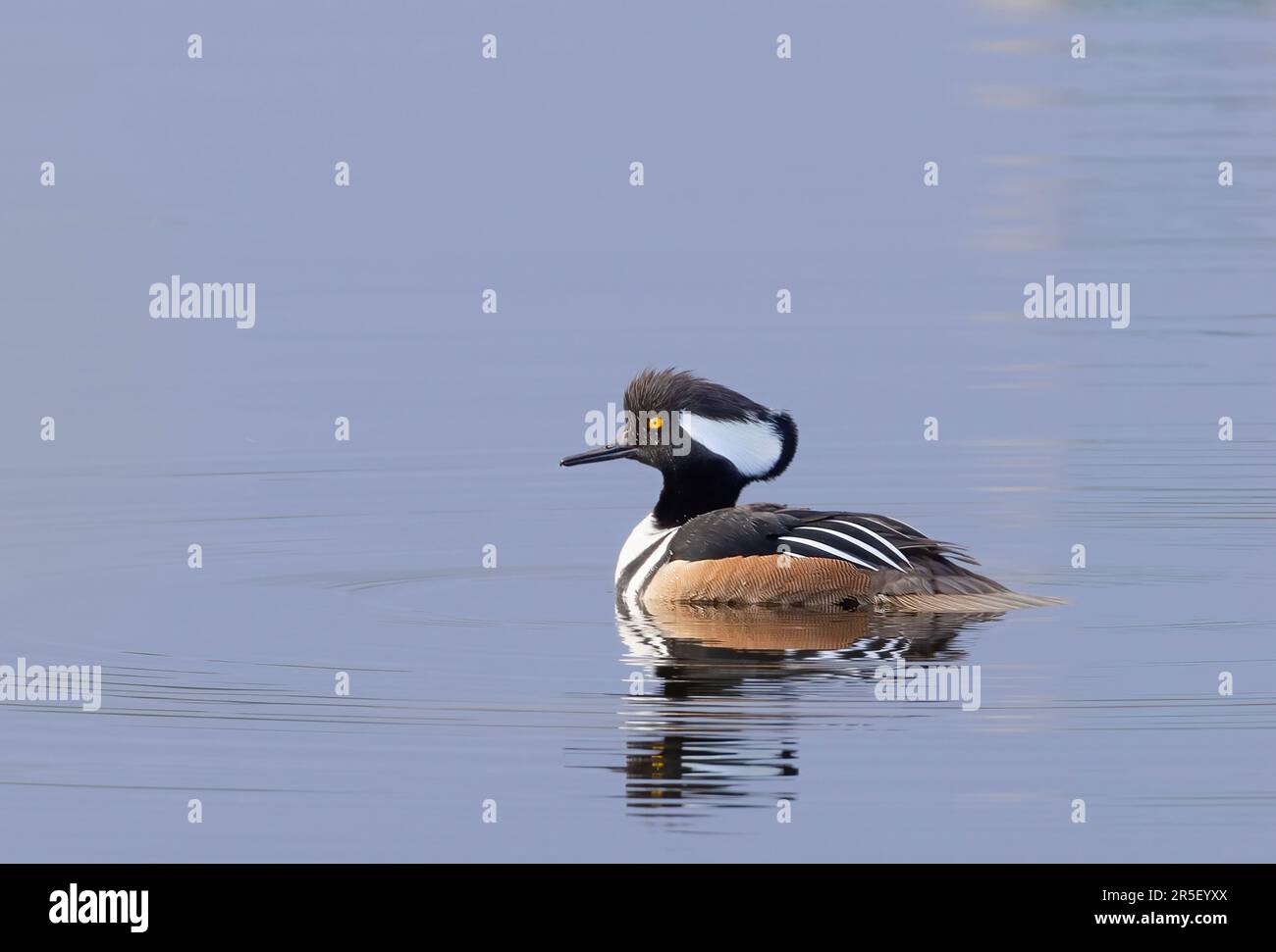 Hooded merganser male with lowered crest swimming in local pond in Ottawa, Canada Stock Photo