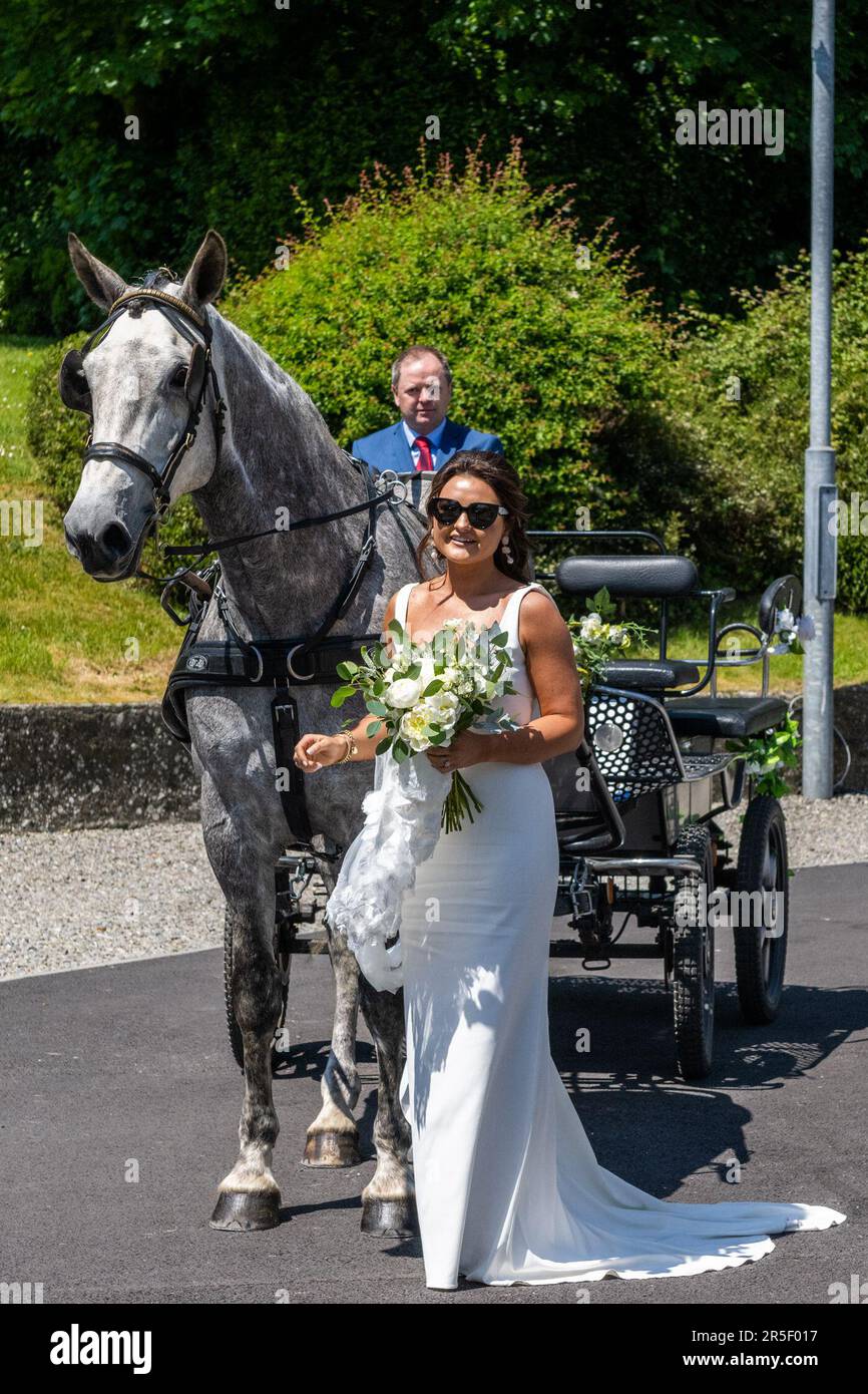 Timoleague, West Cork, Ireland. 3rd June, 2023. On a hot, sunny day in Timoleague, Bride-to-be, Laura O'Donovan from Timoleague, arrives at her wedding to Cillian Cullinane by carriage driver Denis O'Donoghue, being pulled by 'Stella' the Irish Draught horse. Credit: AG News/Alamy Live News Stock Photo